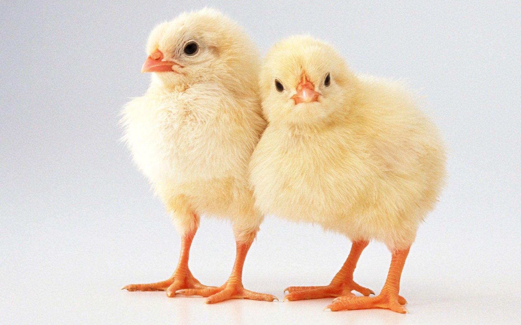 Chicks HD Wallpaper Image Picture Photo Download