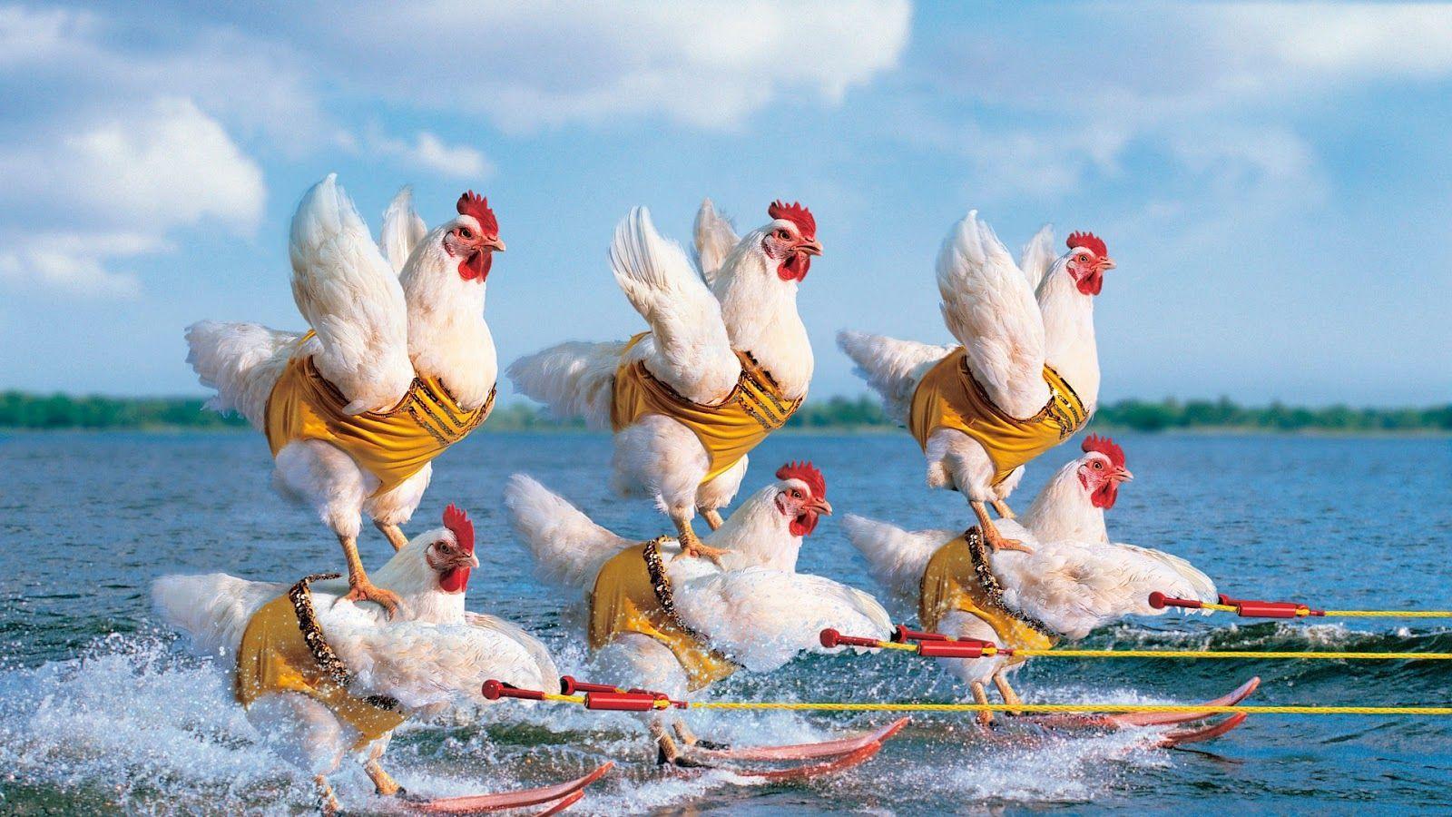 Chickens Surfing HD Wallpaper