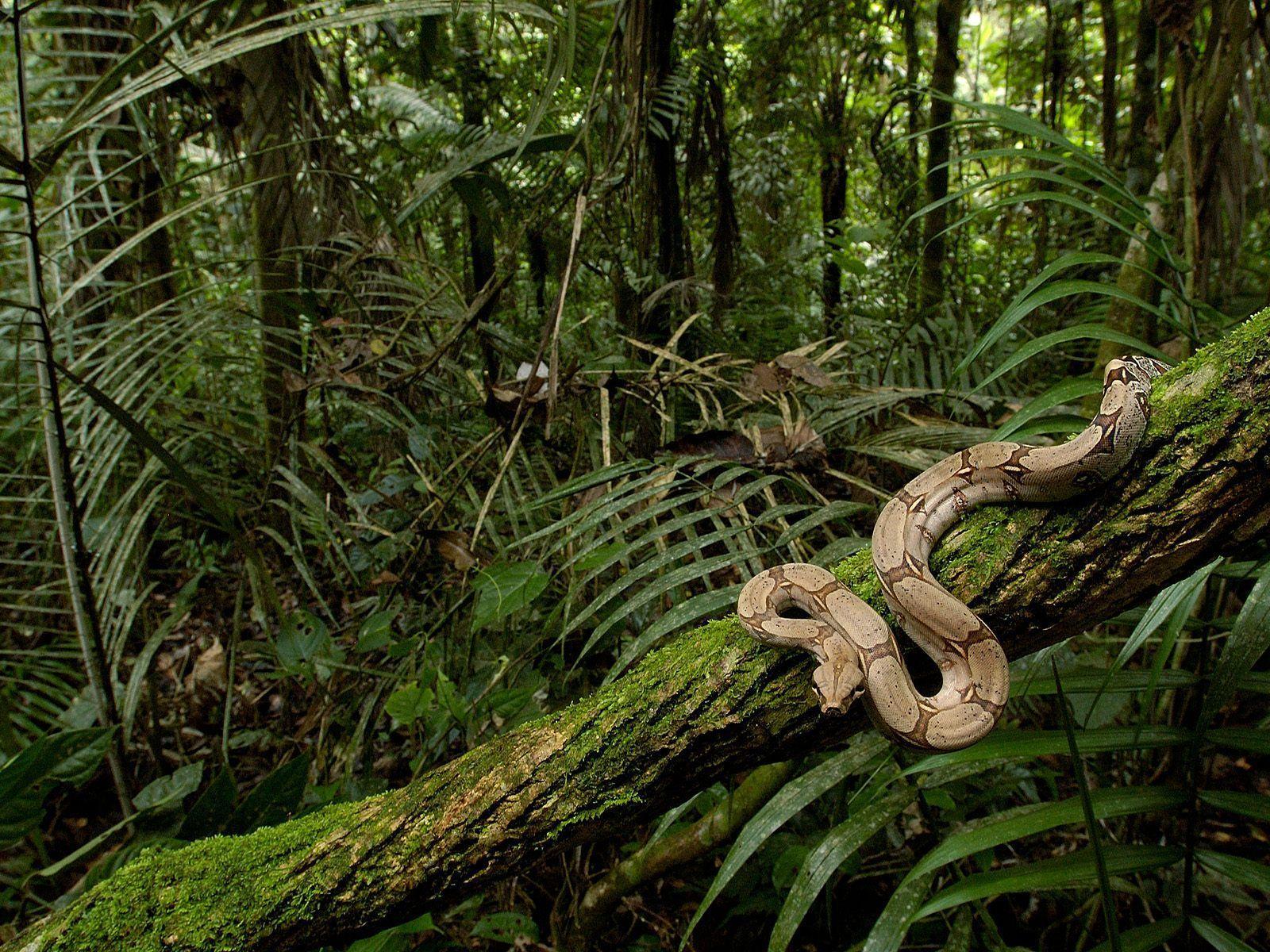 Free HQ Boa Constrictor In The Rainforest South America Wallpapers