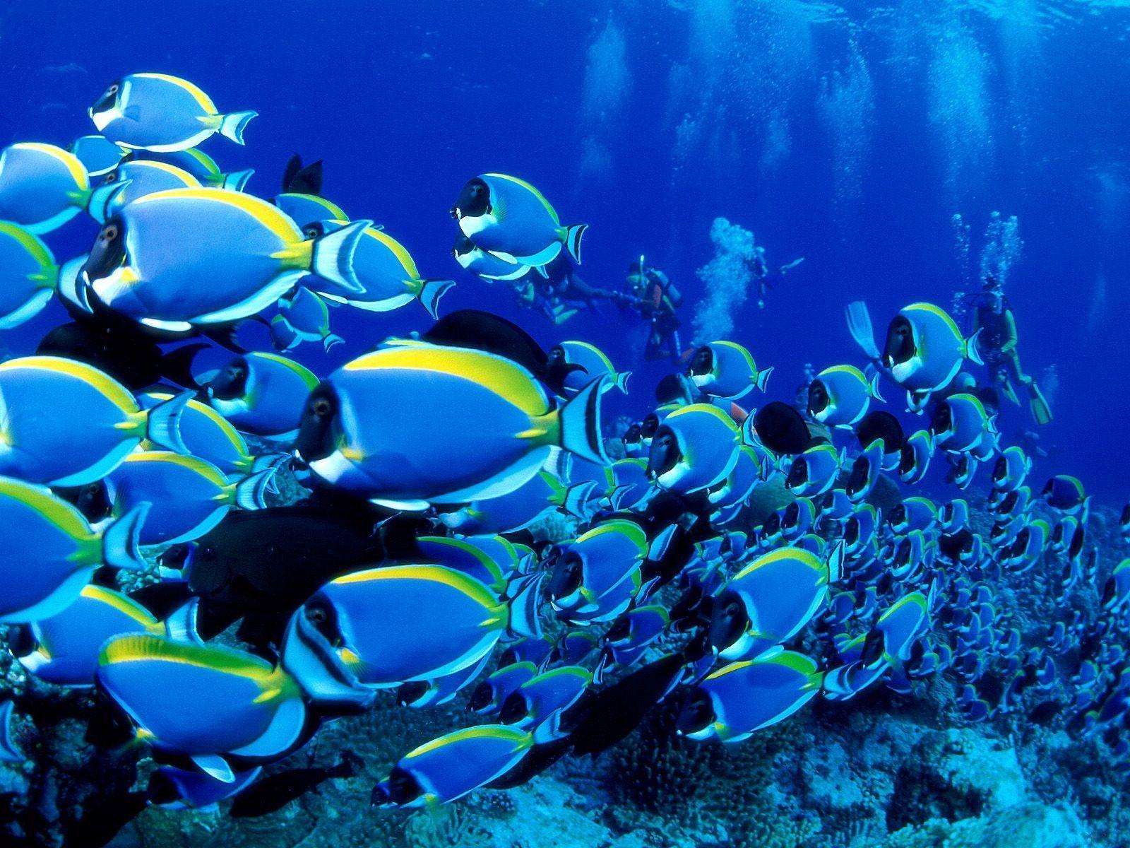 Sea Creature Wallpaper. Free Download HD Latest Ocean Fish Image