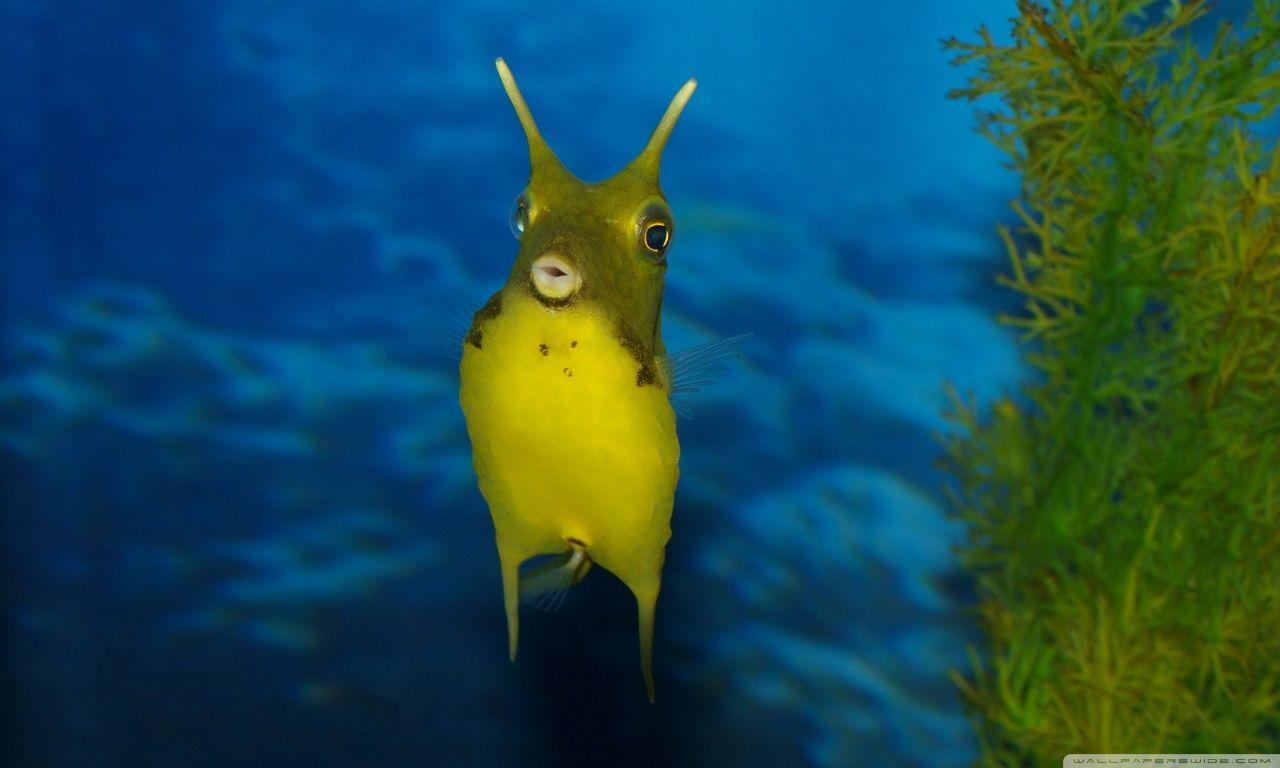 Funny Sea Creature HD desktop wallpaper, High Definition