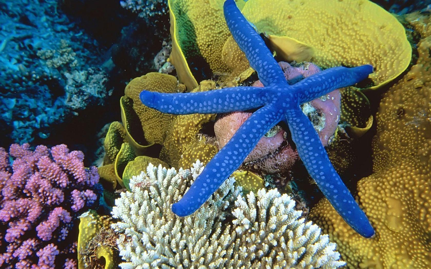 Sea Star Wallpaper Other Animals Wallpaper in jpg format for free