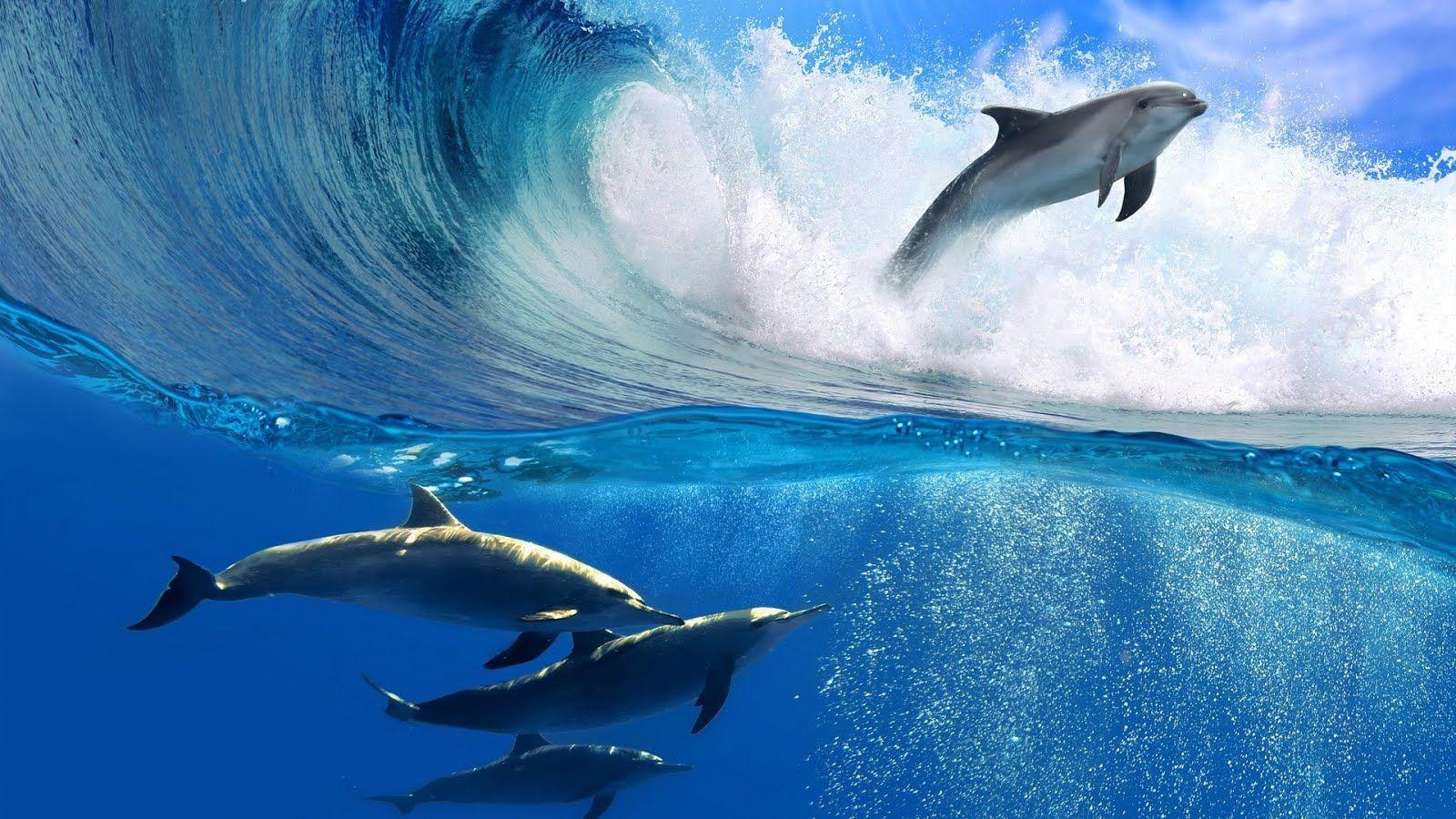 Underwater sea creatures and other animals Wallpaper. SEA LIFE
