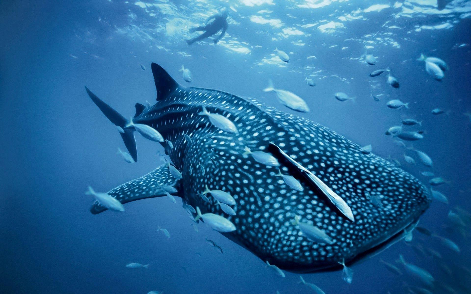 Sea Creature HD Photo. Ocean Fish Wallpaper Image Download