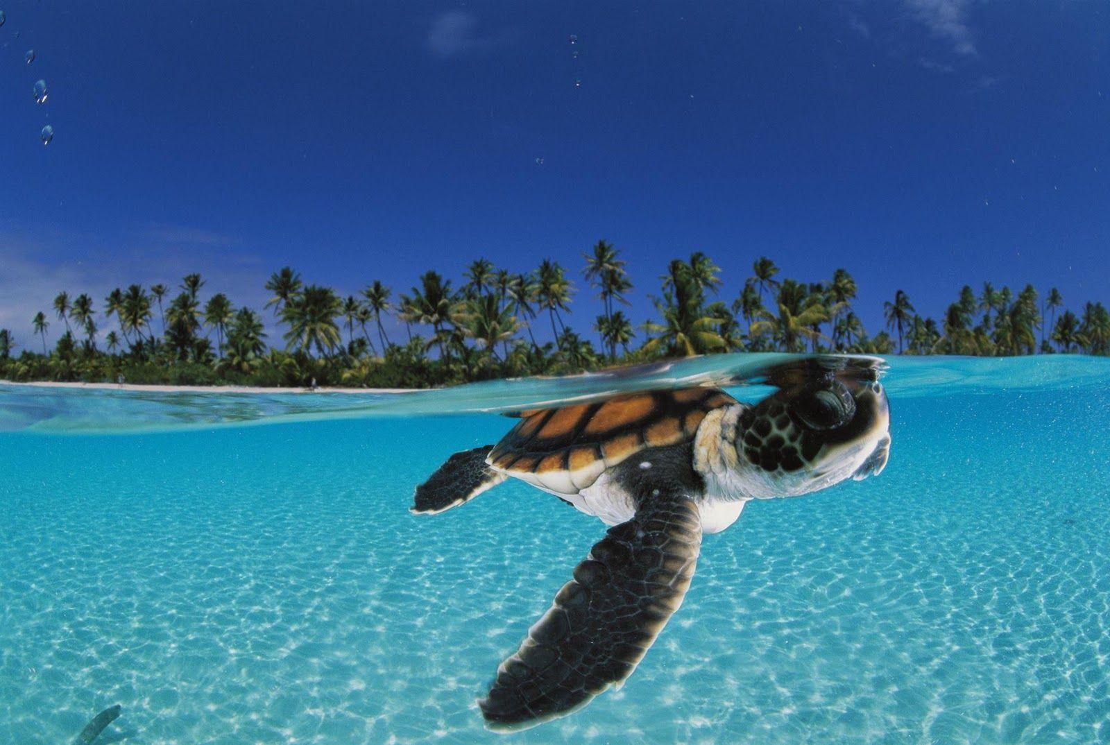 HD Sea Turtle Wallpaper and Photo. HD Animals Wallpaper