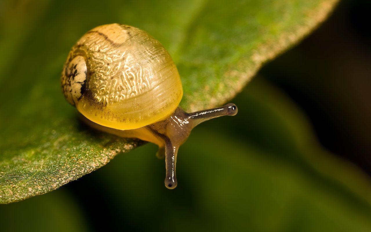 Snail Wallpapers Wallpaper Cave