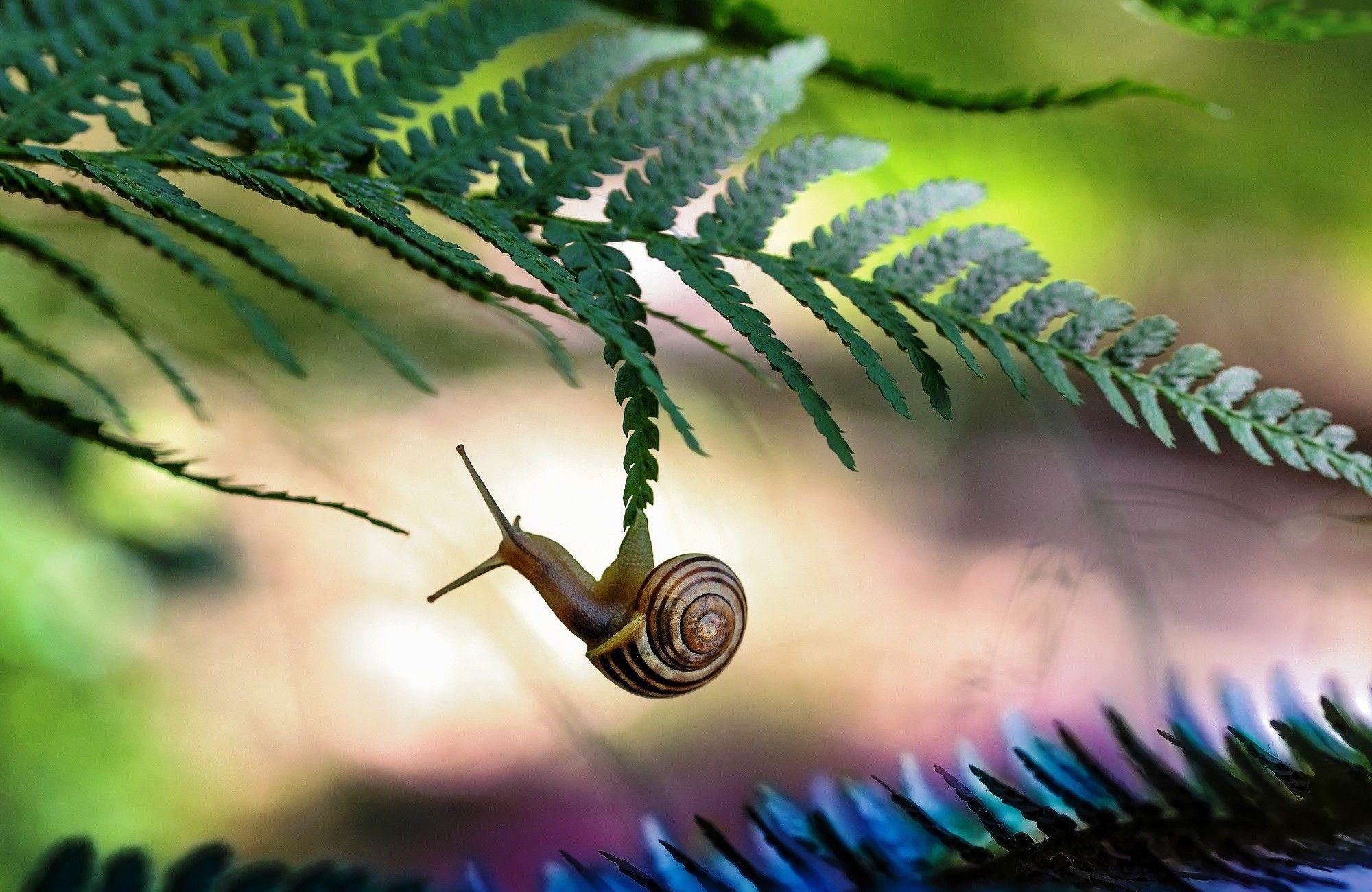 Snail Wallpapers - Wallpaper Cave