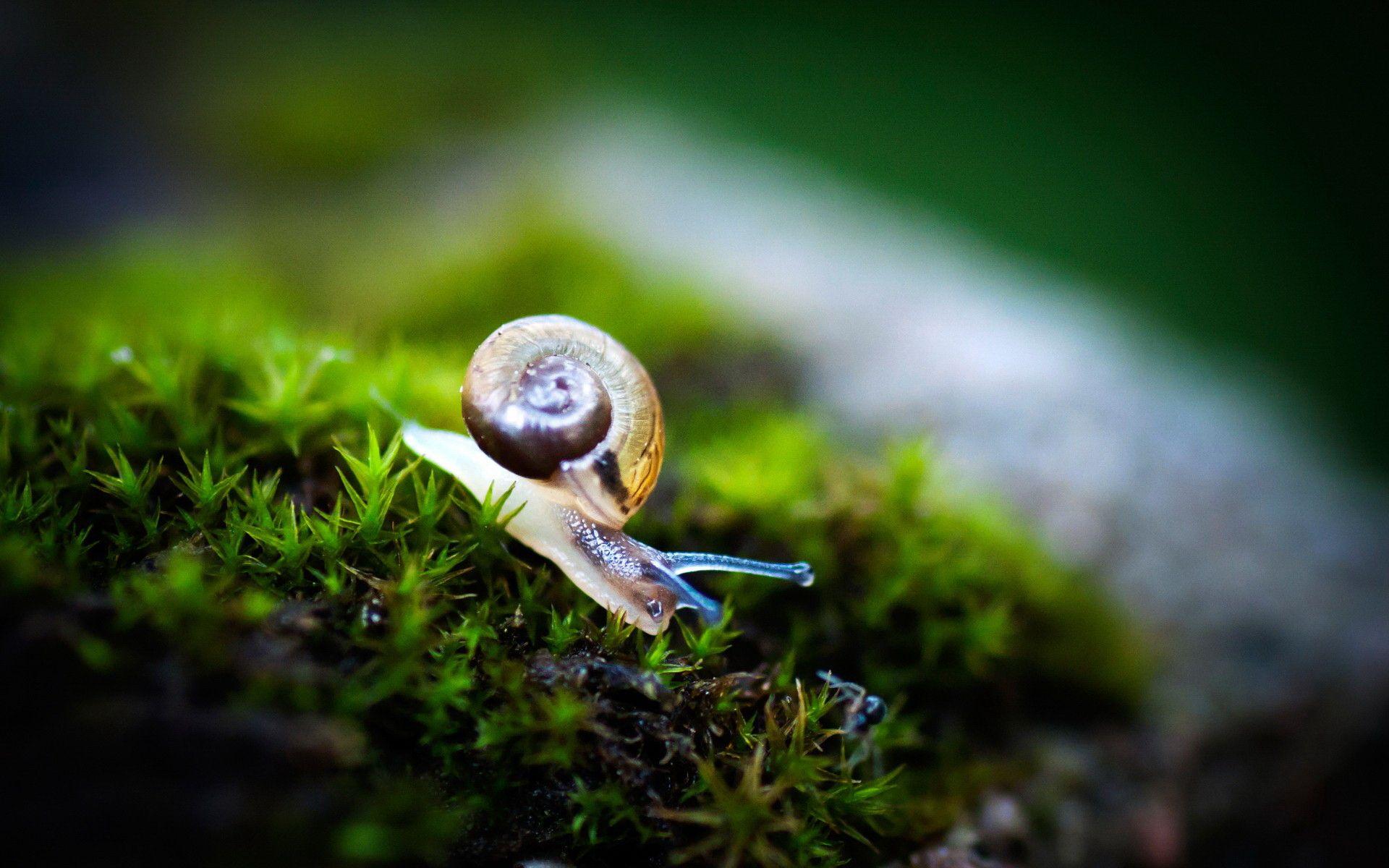 Snail Wallpaper HD