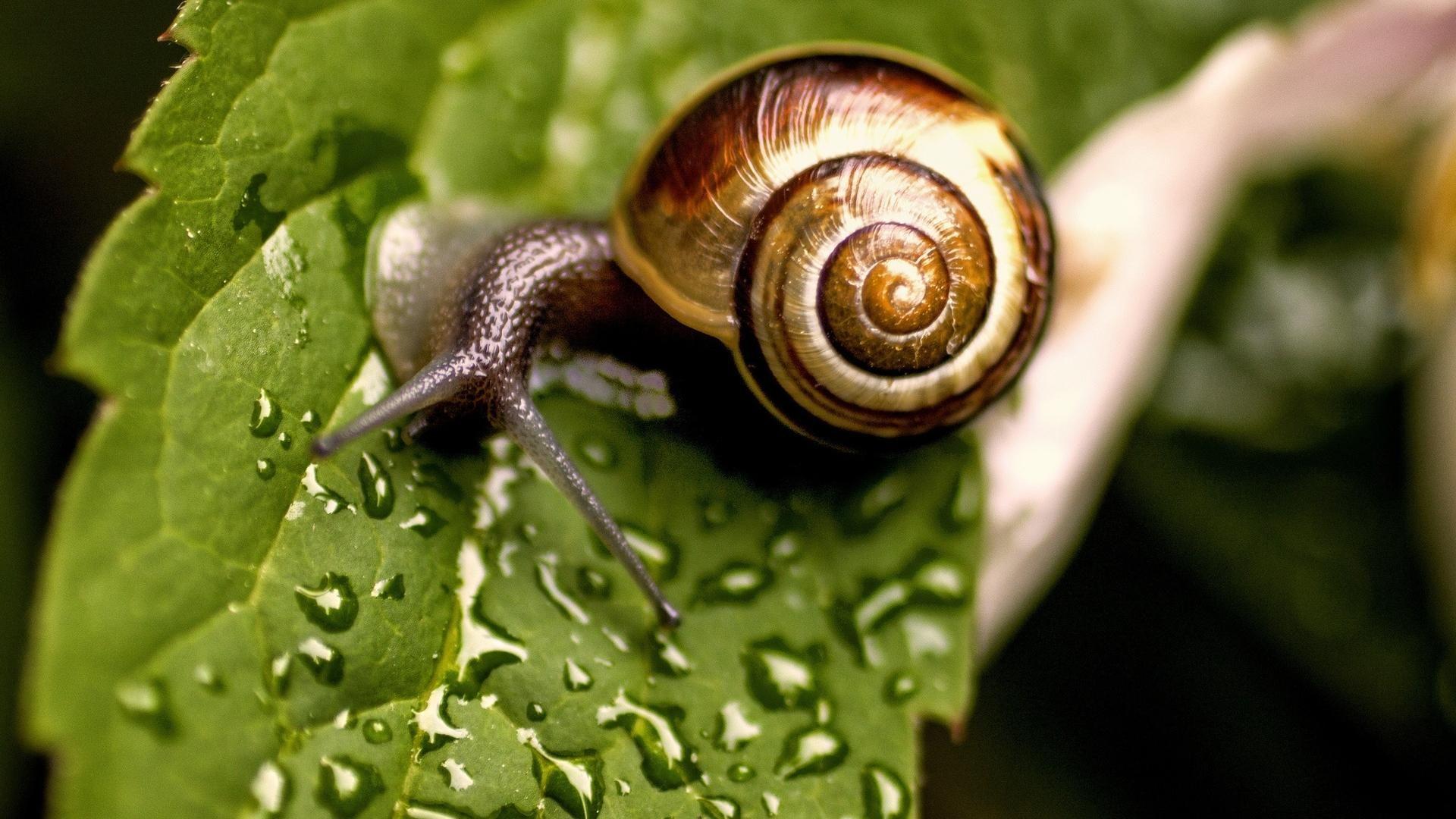 Snail Wallpapers - Wallpaper Cave
