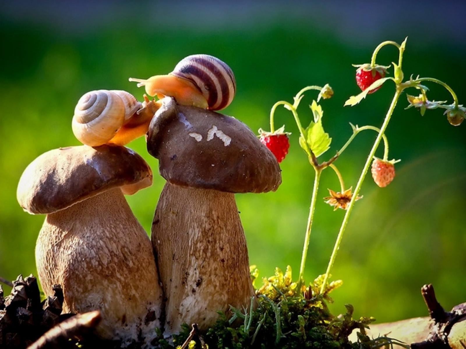 Amazing Snail HD Wallpaper
