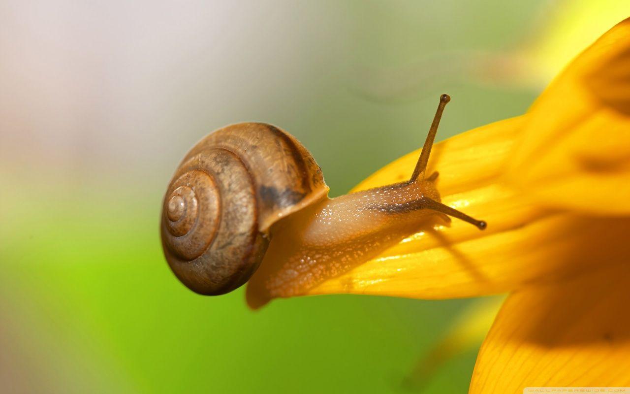 Snail Wallpapers - Wallpaper Cave