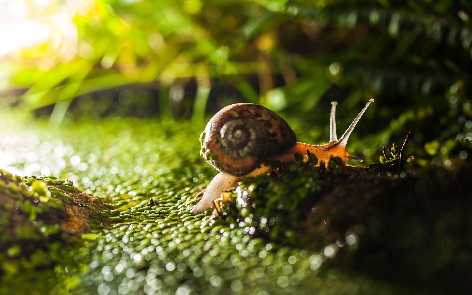 Snail Wallpapers - Wallpaper Cave