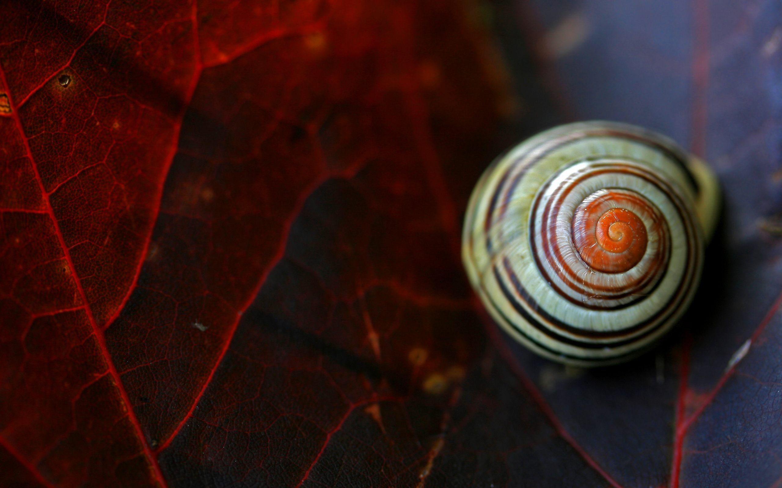Snail Wallpapers - Wallpaper Cave