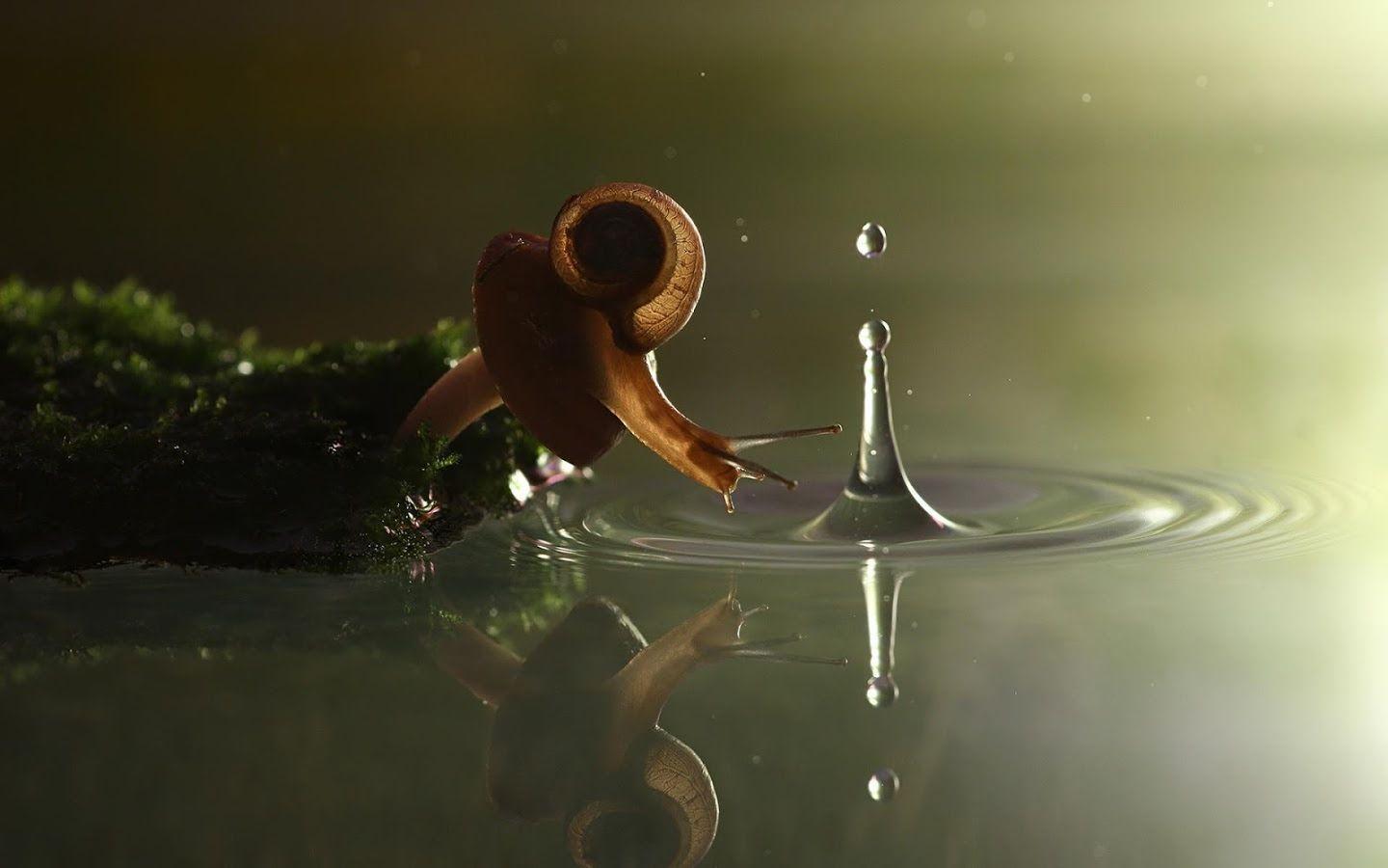 Snail Wallpaper Apps on Google Play