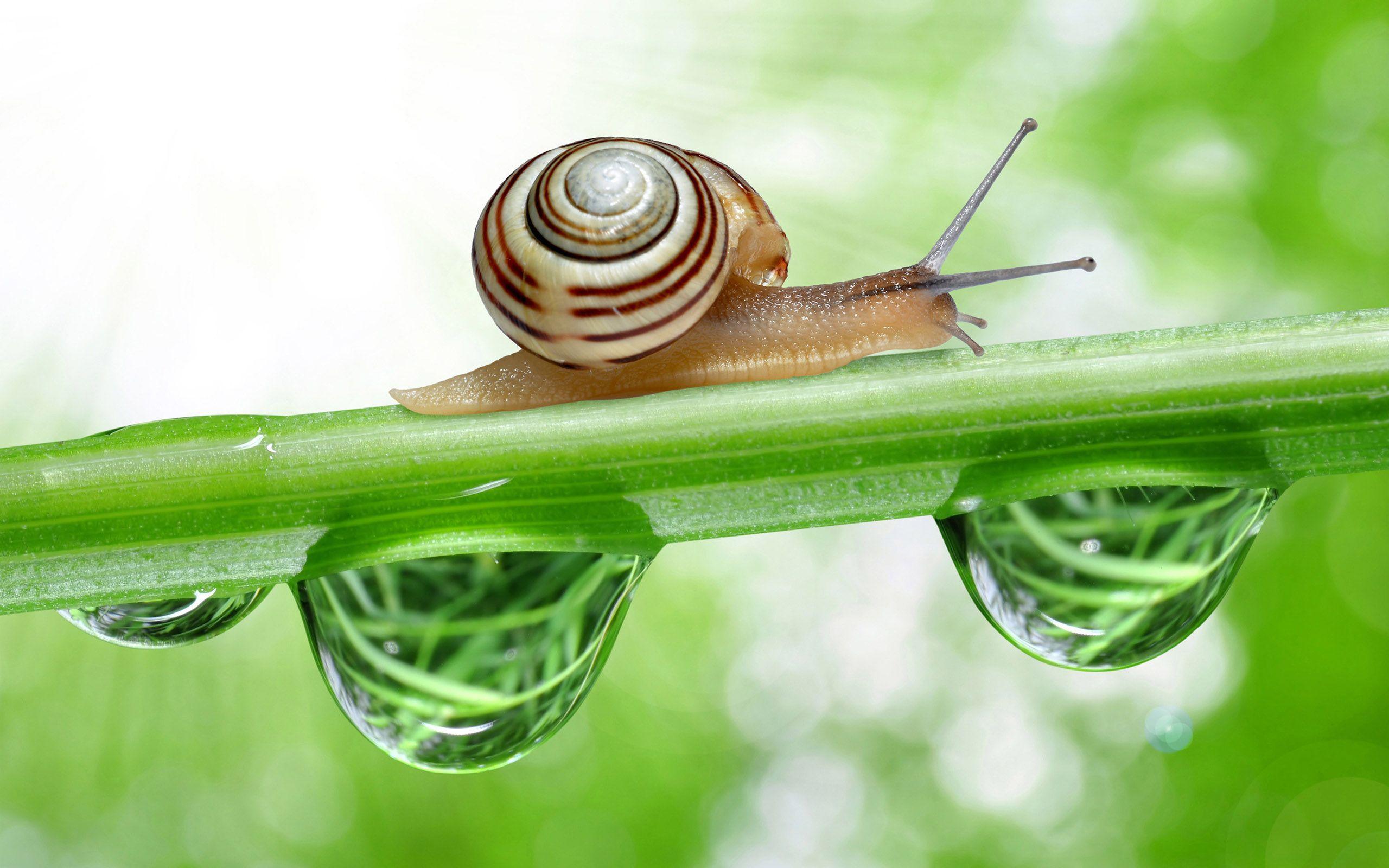 Snail Wallpapers Wallpaper Cave