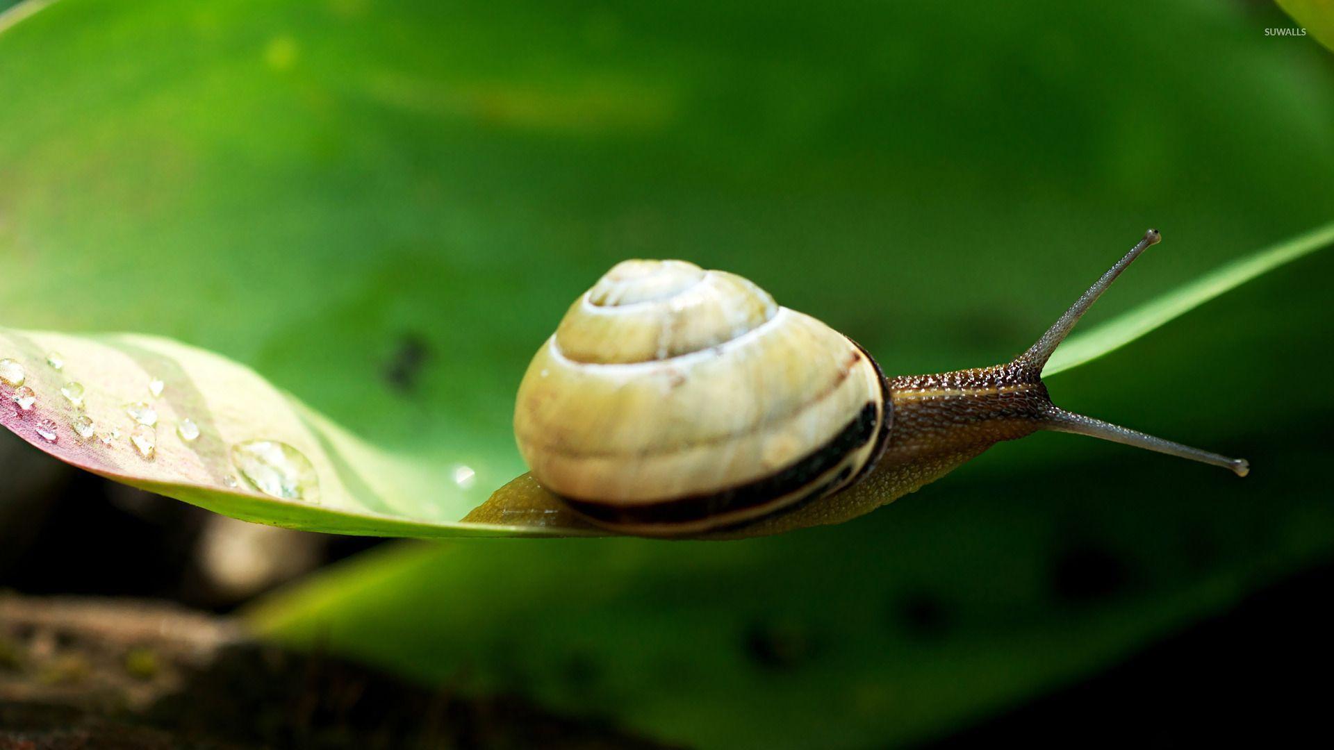 Snail Wallpapers - Wallpaper Cave