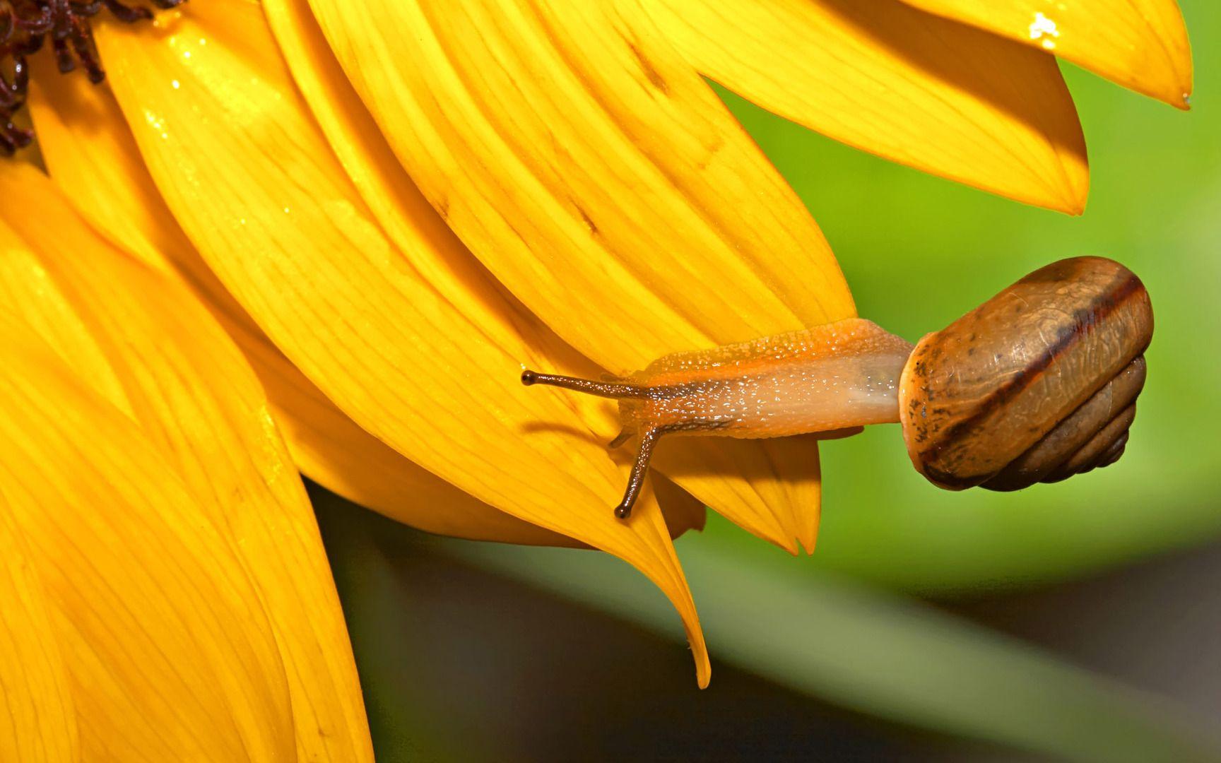 Snail Wallpapers - Wallpaper Cave