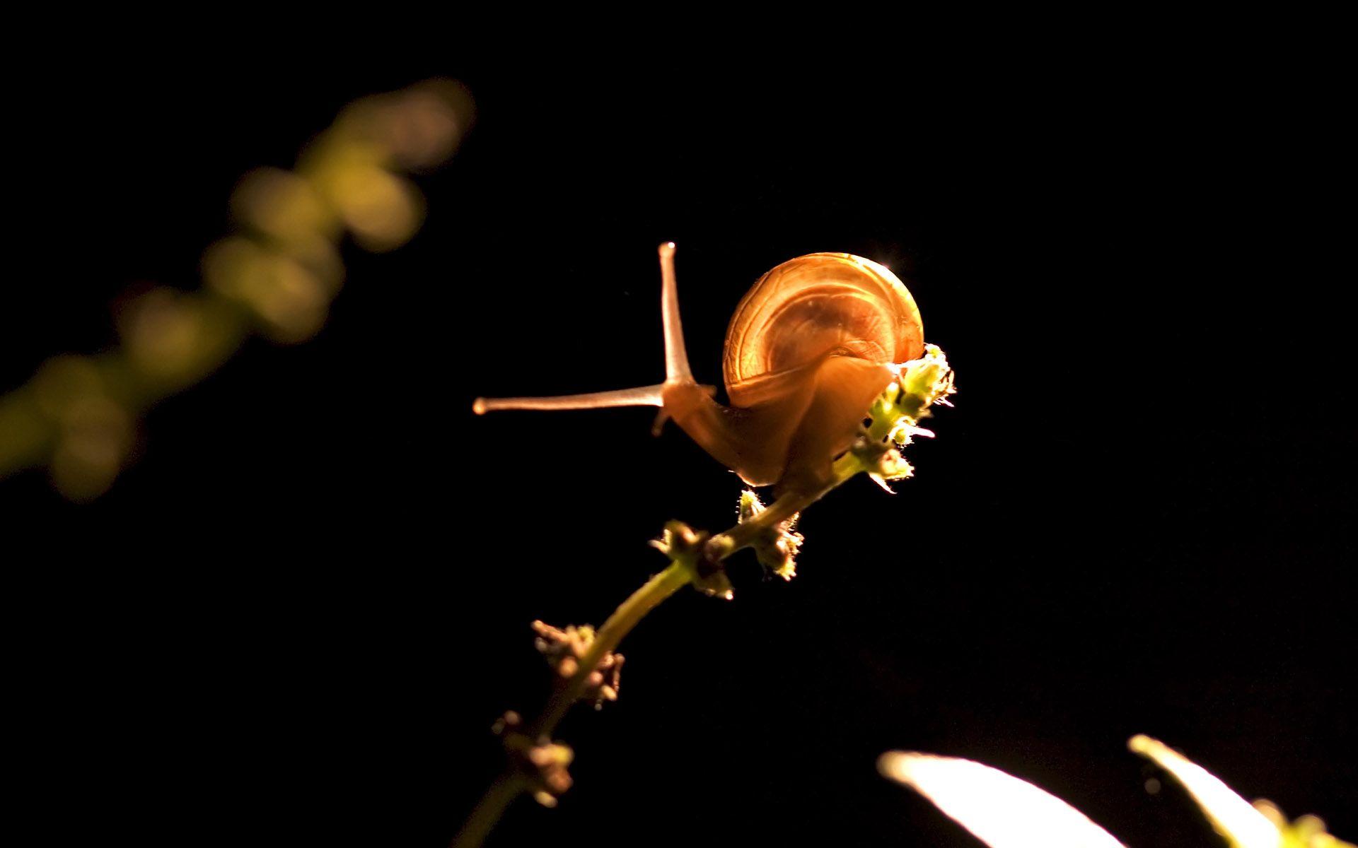 Snail Wallpapers - Wallpaper Cave