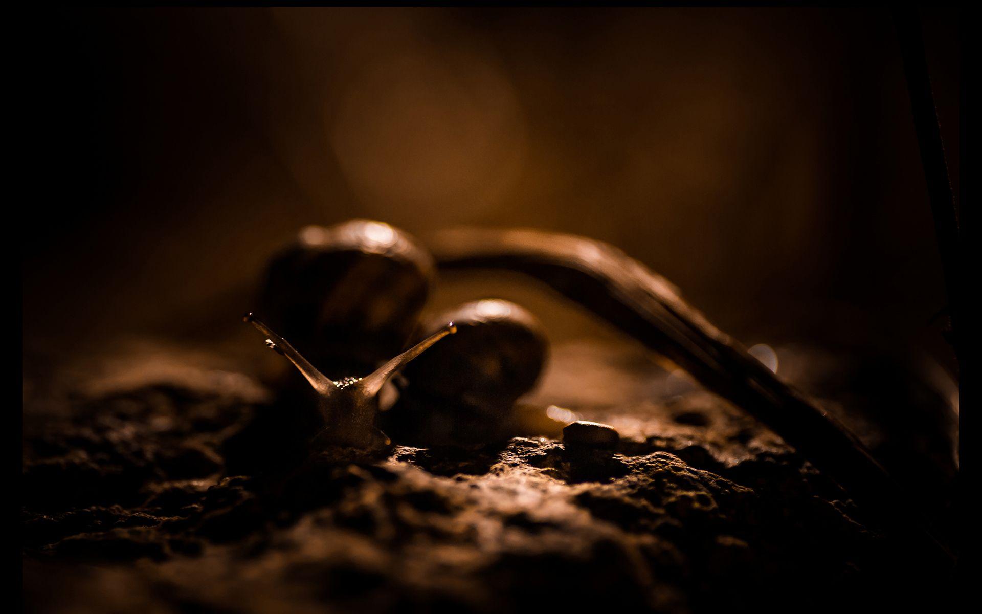 Snail Wallpaper HD