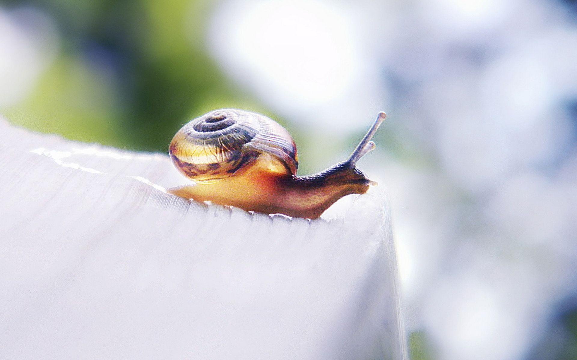 Snail HD