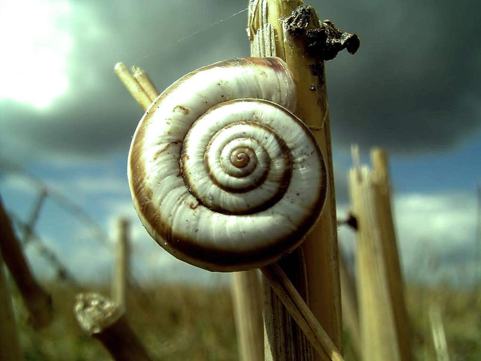 Snail Wallpapers - Wallpaper Cave