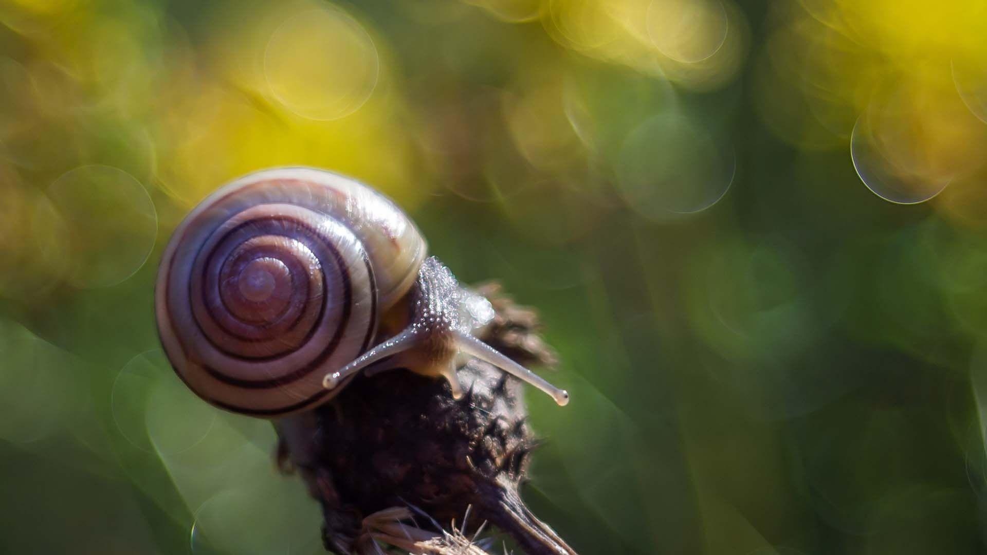 Snail Wallpapers - Wallpaper Cave