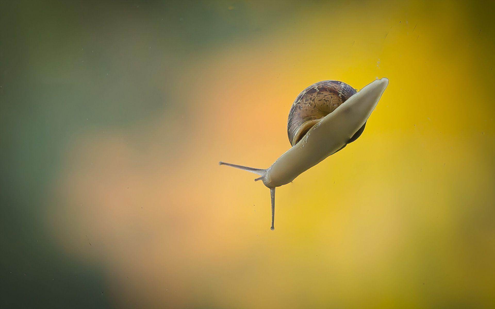 Snail Wallpapers - Wallpaper Cave