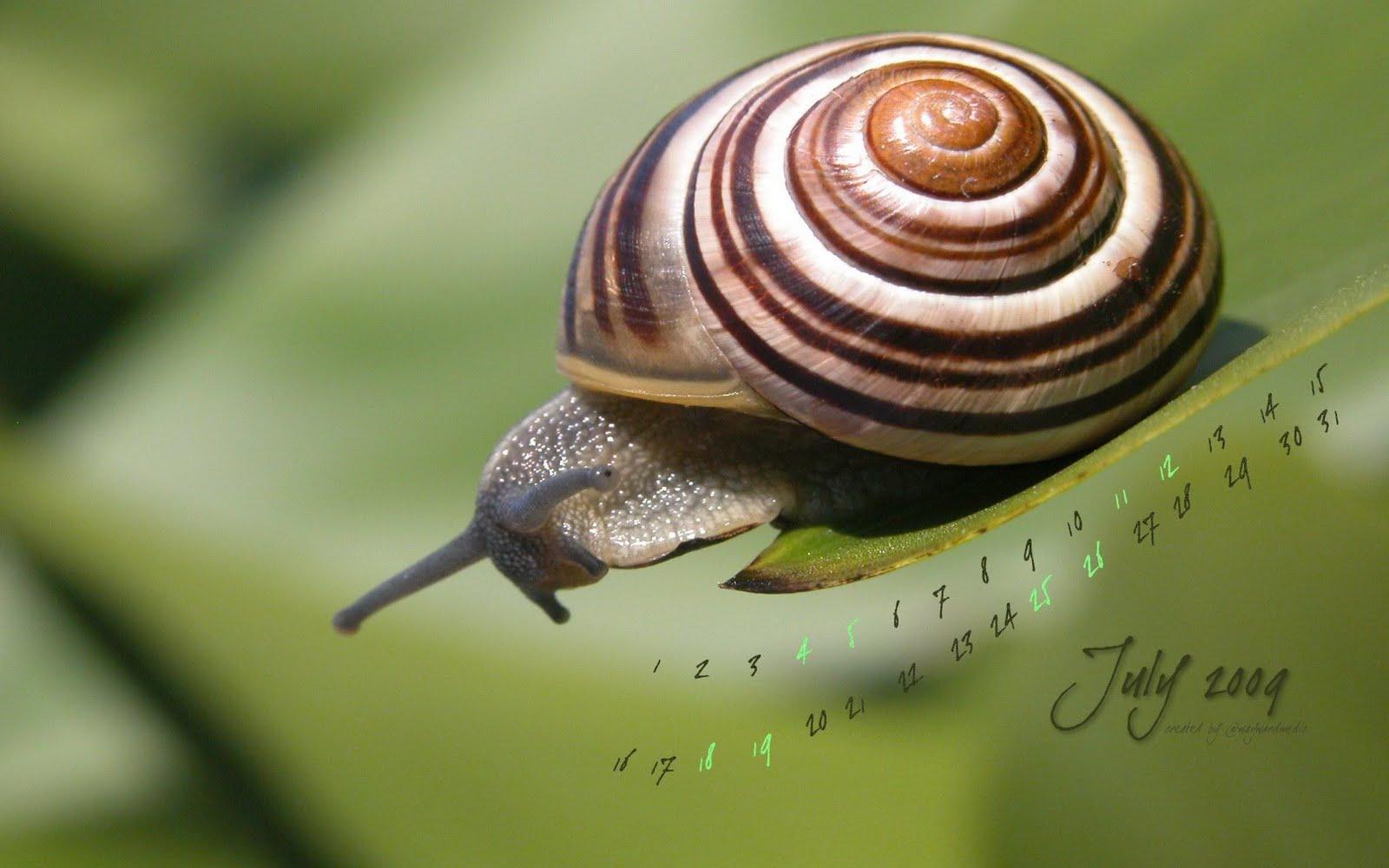 Snail Wallpapers - Wallpaper Cave