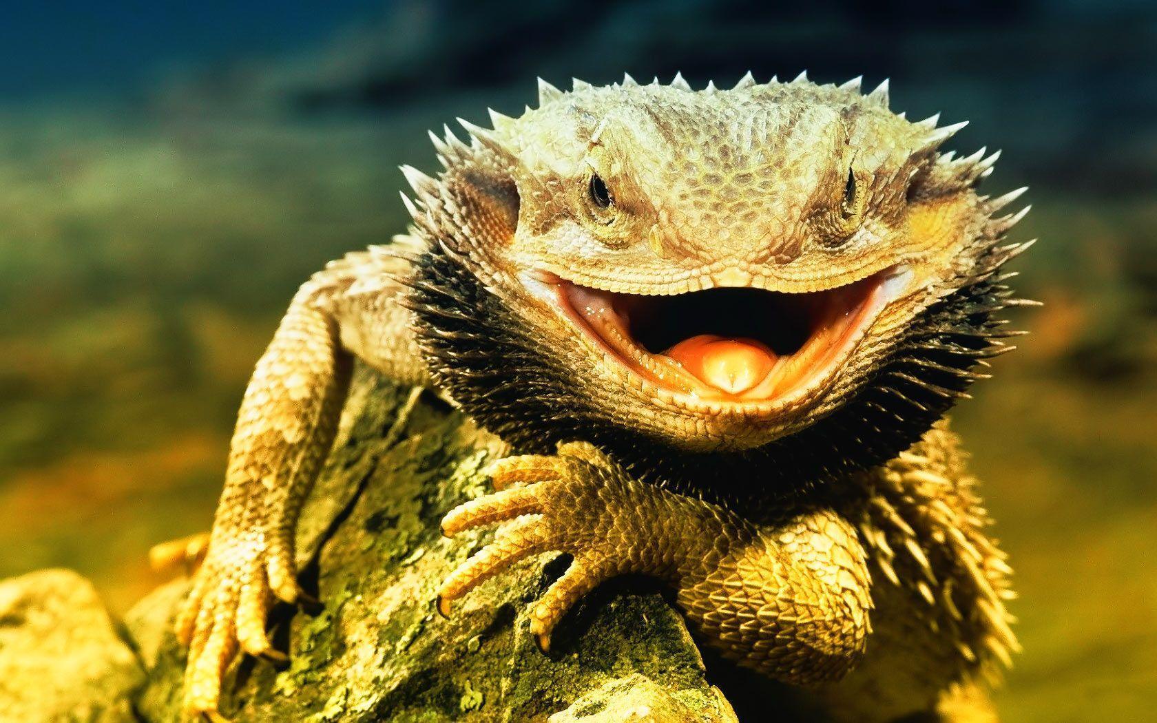 Reptile lizard HD phone wallpaper  Peakpx