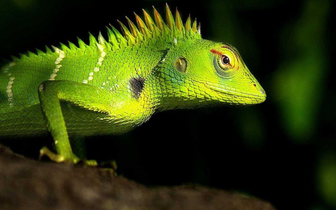 Lizards Wallpaper for Computer