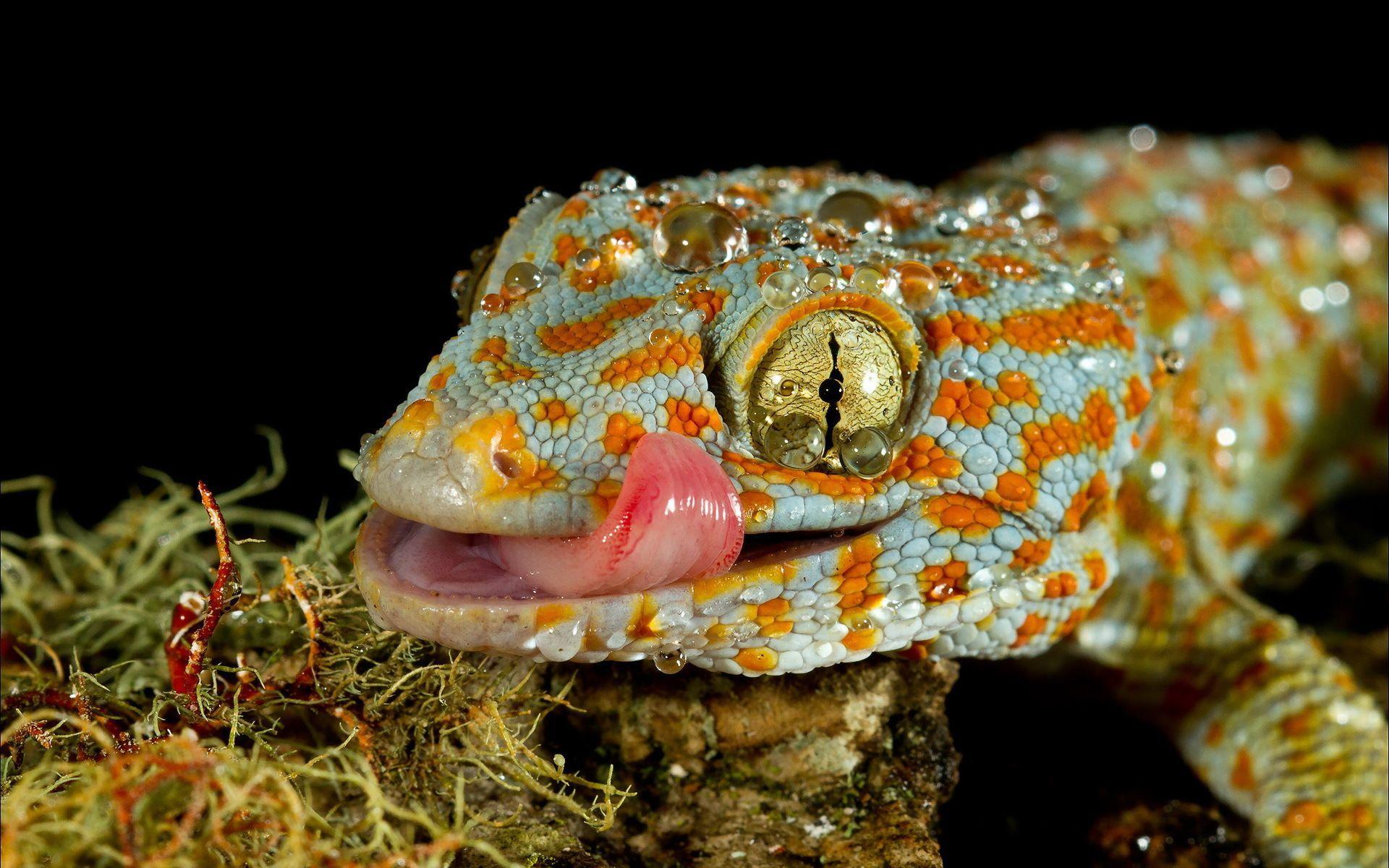 Gecko Computer Wallpaper, Desktop Backgroundx1200