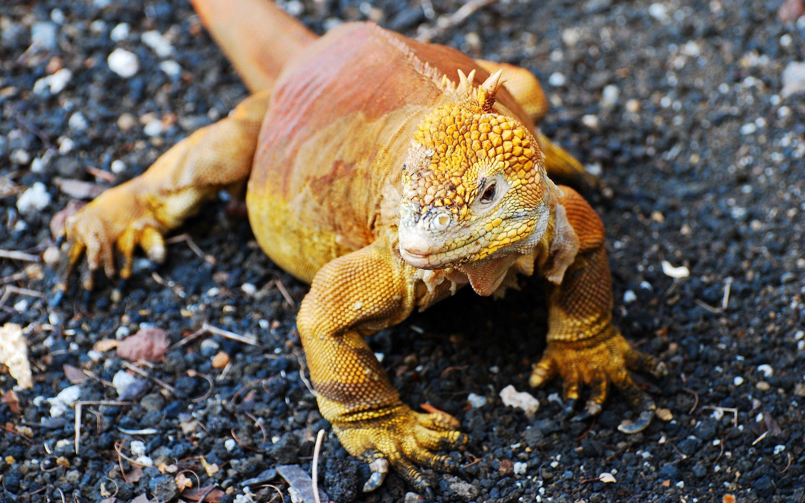 Lizard HD Wallpaper