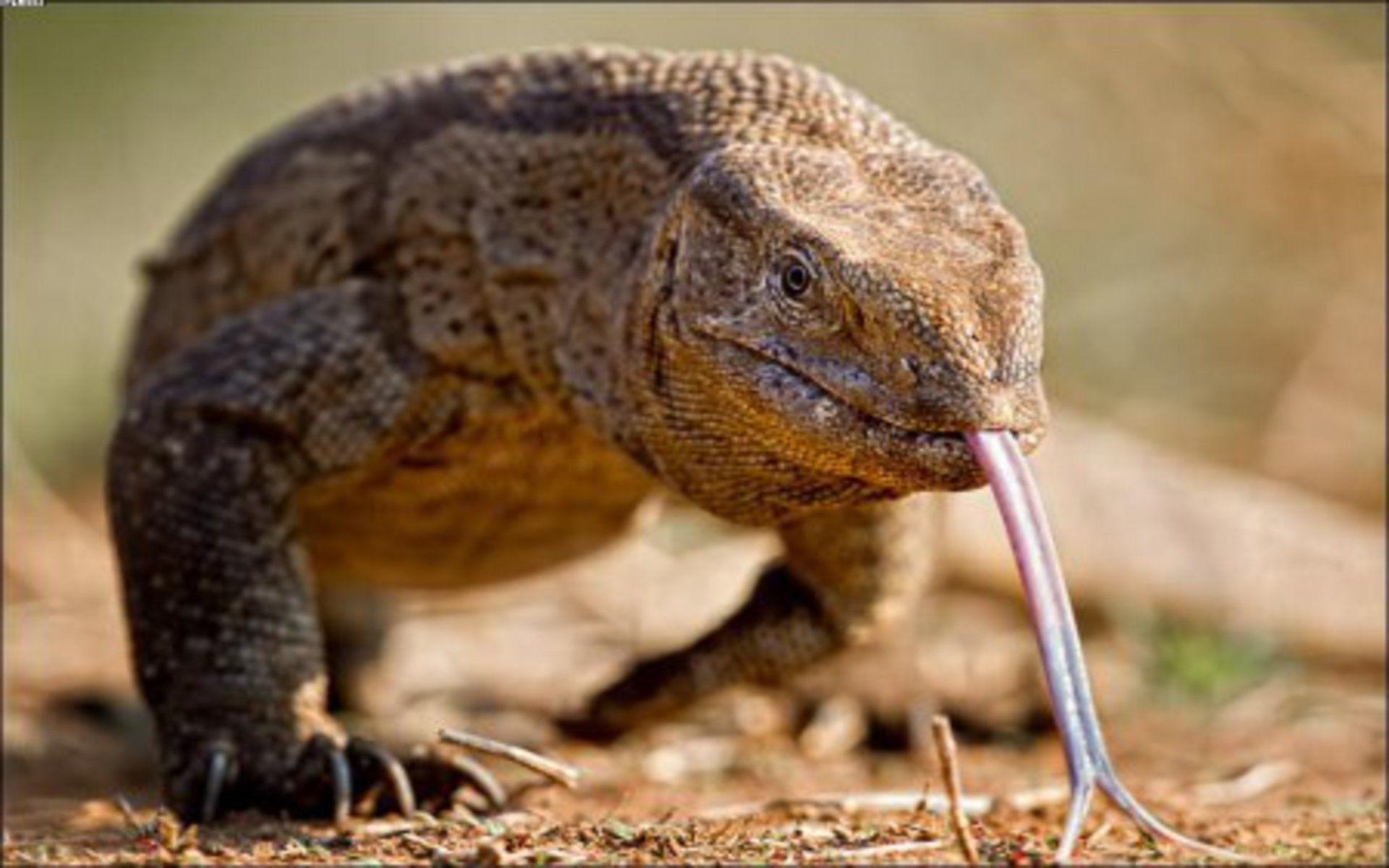 Lizard Wallpaper HD Picture. Ten HD Wallpaper Picture Image