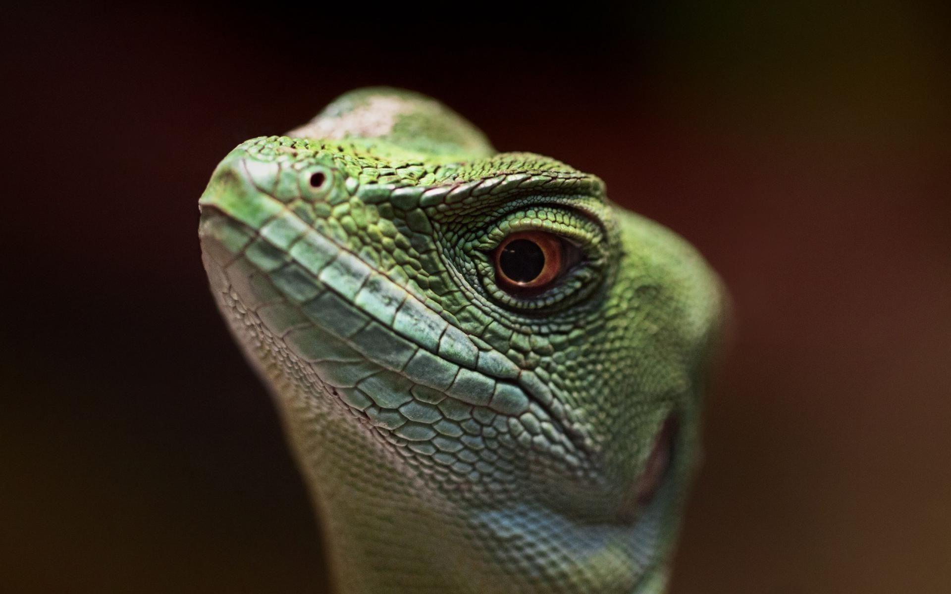 Lizard Wallpaper HD Download