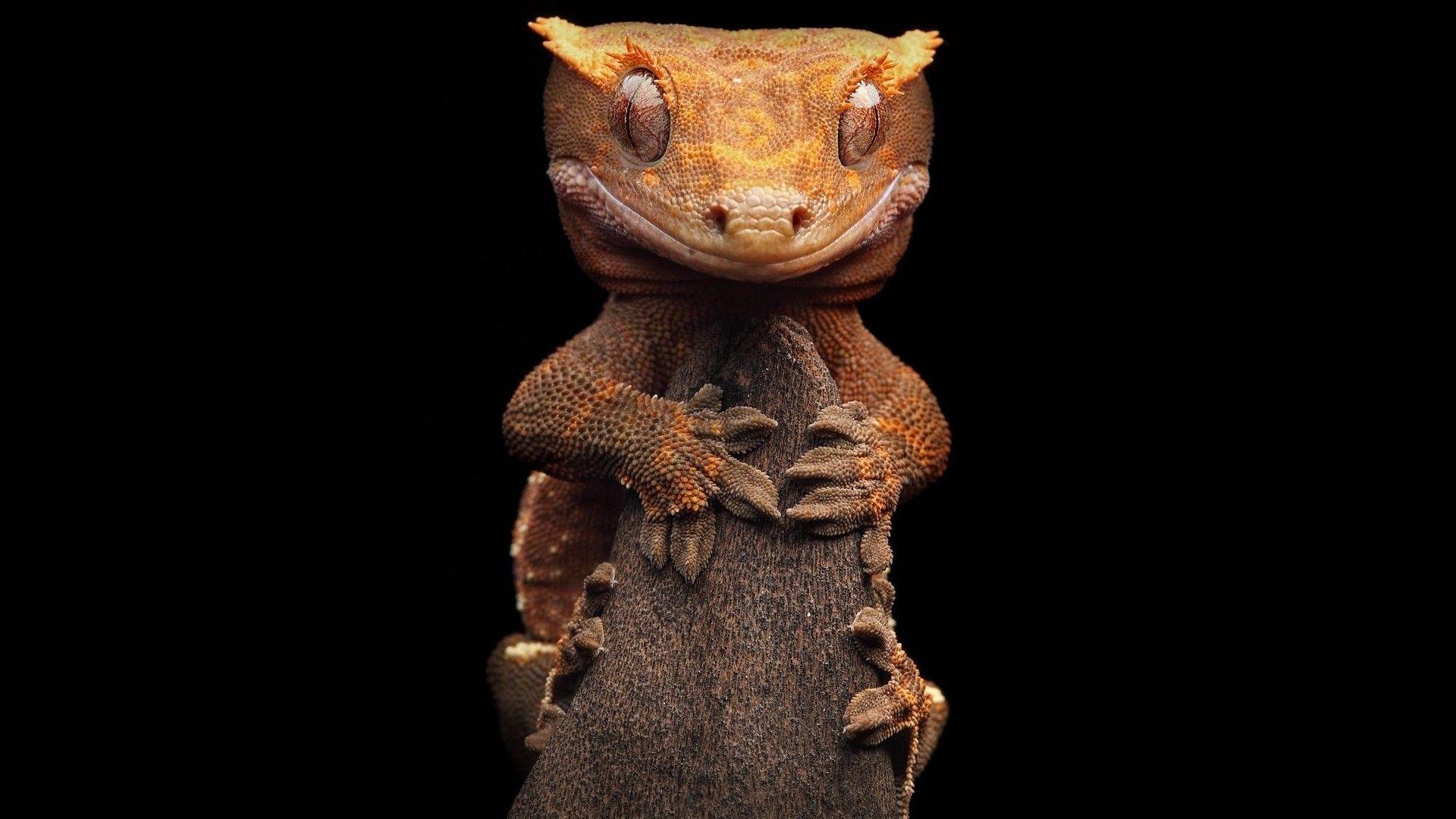 Gecko Computer Wallpaper, Desktop Backgroundx1080