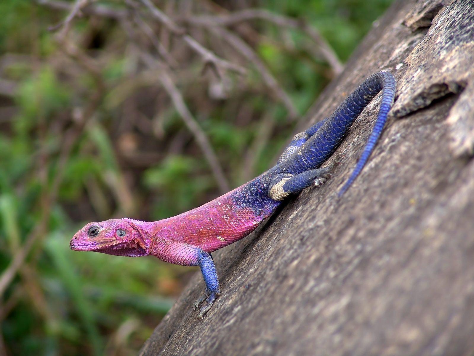 Picture Lizards. Flat Headed Rock Agama Wallpaper
