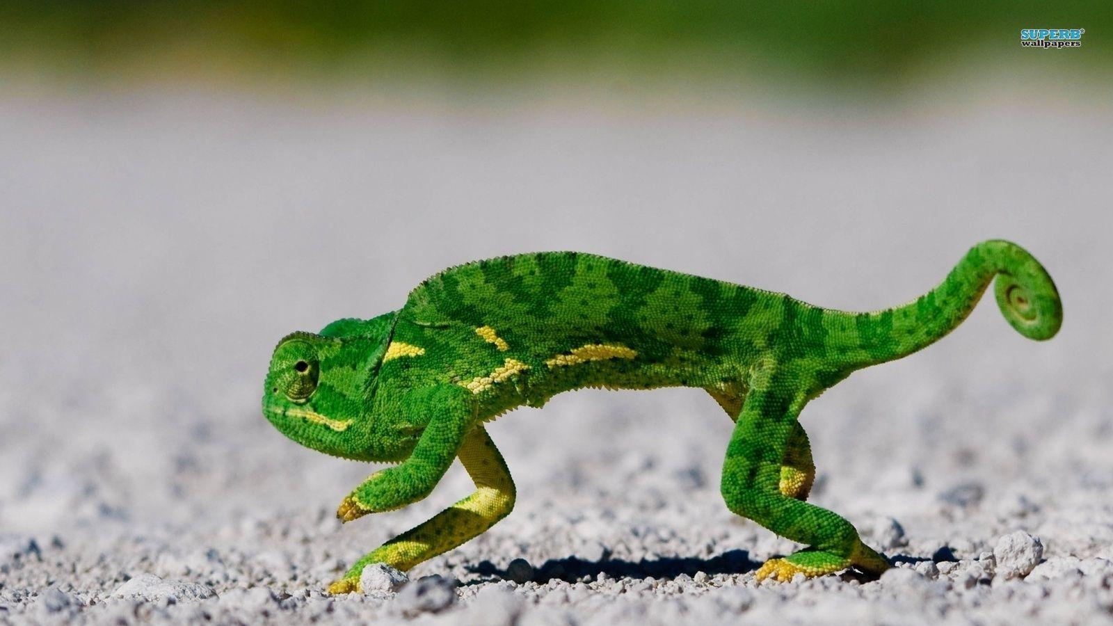 lizards image Chameleon HD wallpaper and background photo