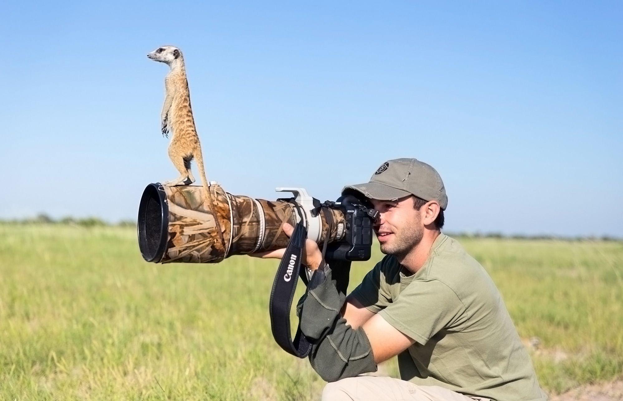 African Ferret stands up meerkats lens of photographer hd