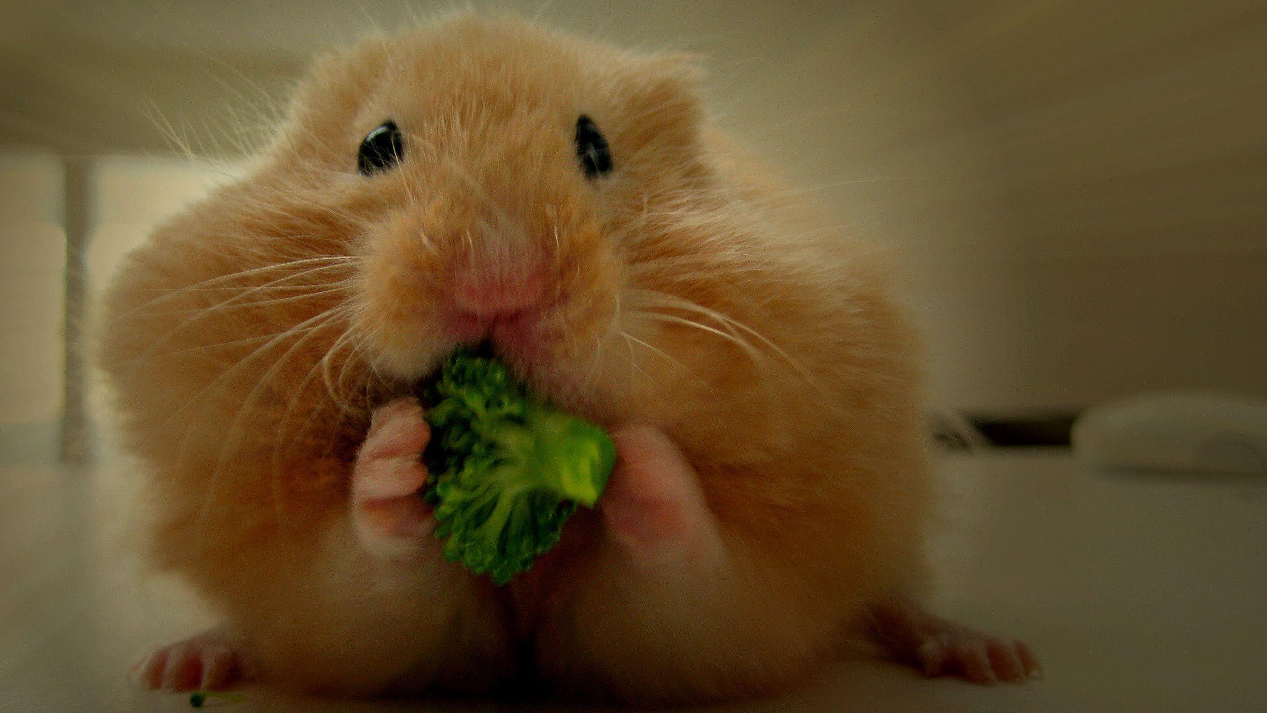 Hamster wallpaper HD Wallpaper