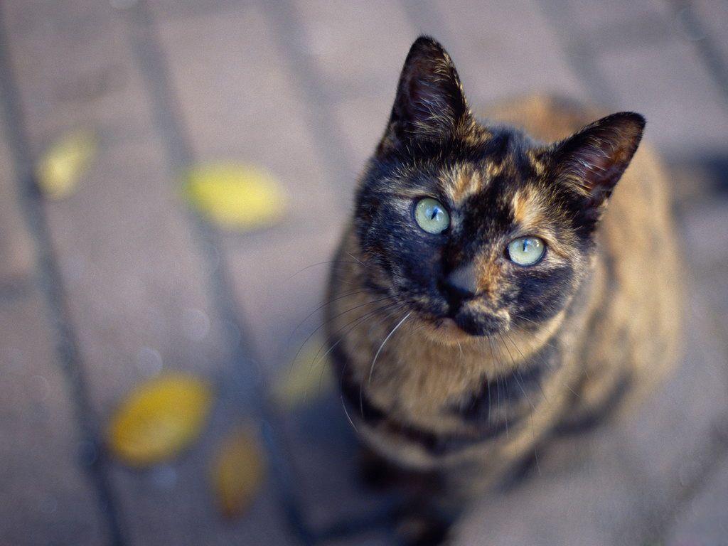calico tortoiseshell cat with blue eyes