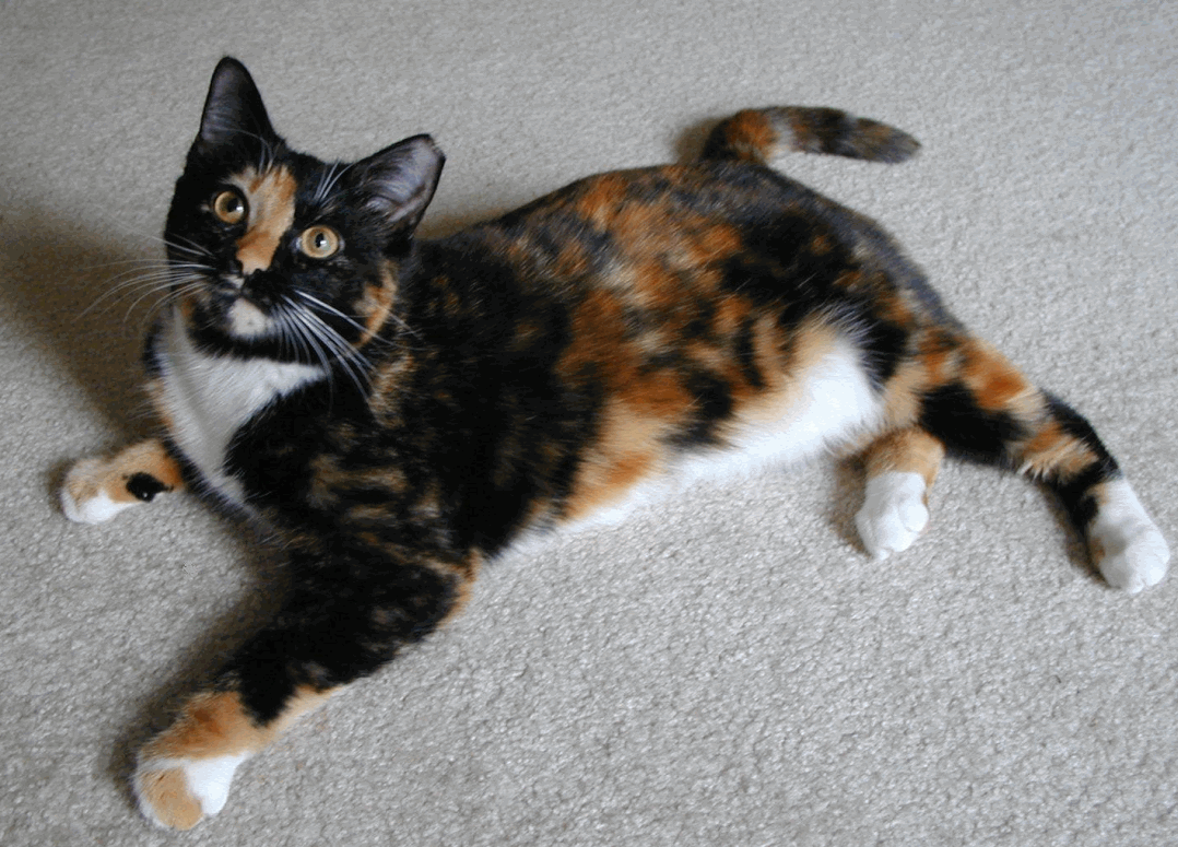 Tortoiseshell Cat Wallpapers - Wallpaper Cave