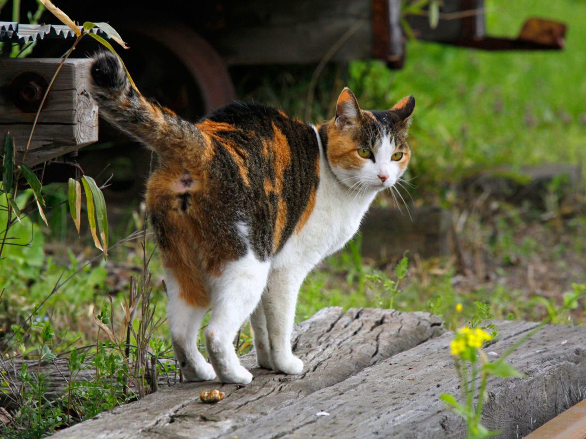 Tortoiseshell Cat Wallpapers - Wallpaper Cave