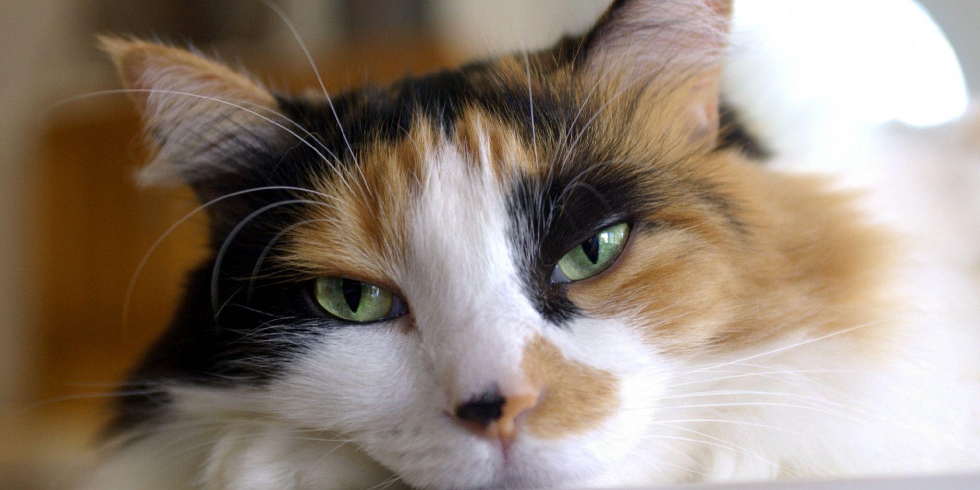 What Calico Cats Can Teach Us About Obesity