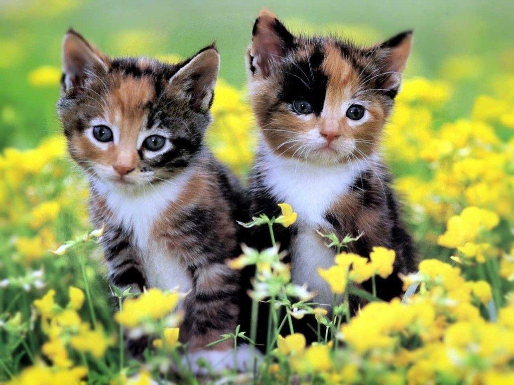 Calico Cats out our