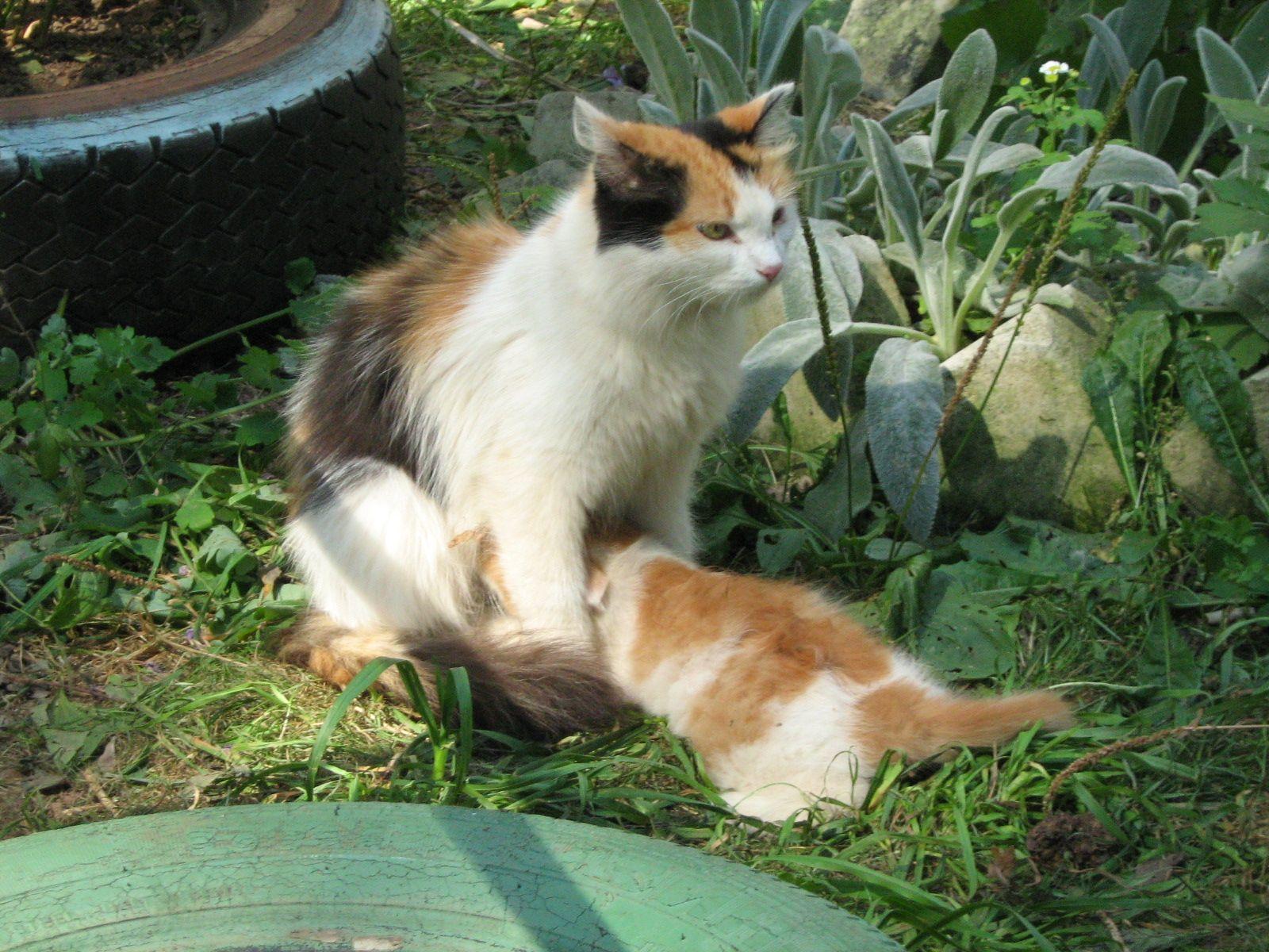 C0448 Kstovo Calico Cat With