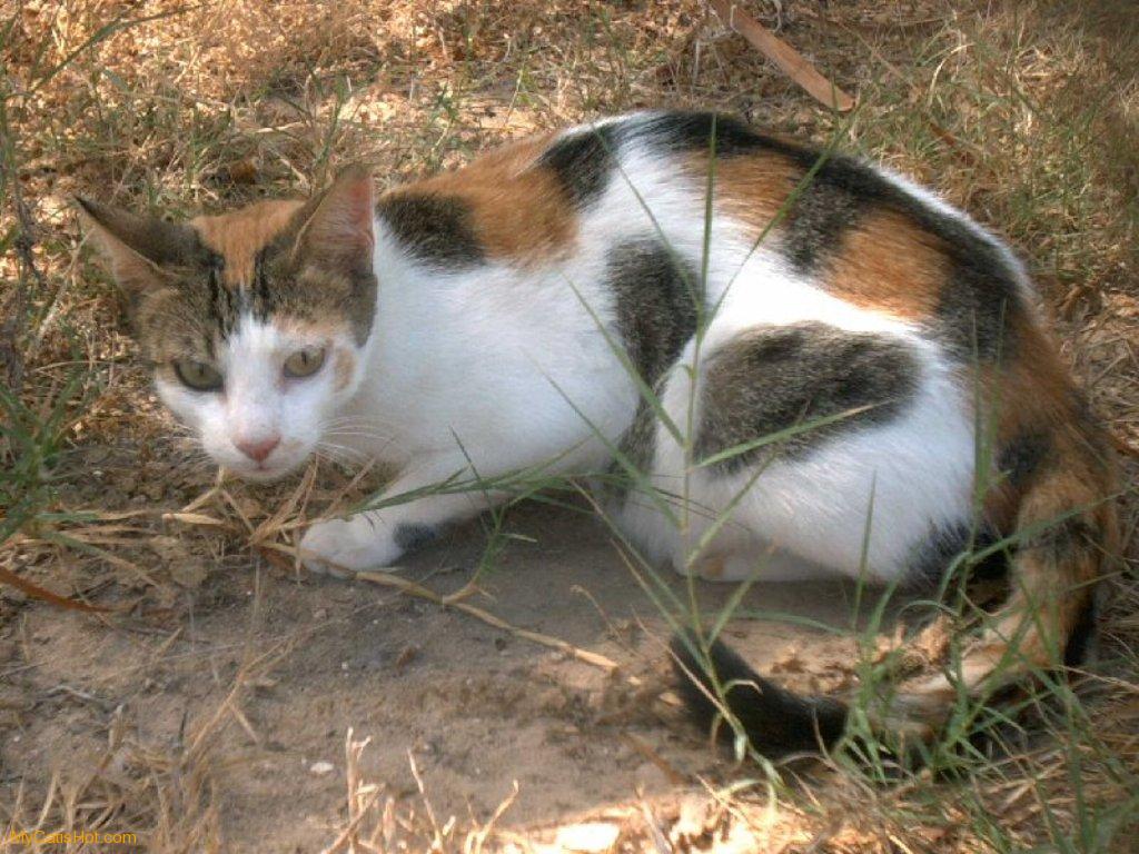 best image about Calico Cats. Calico cats, Cats