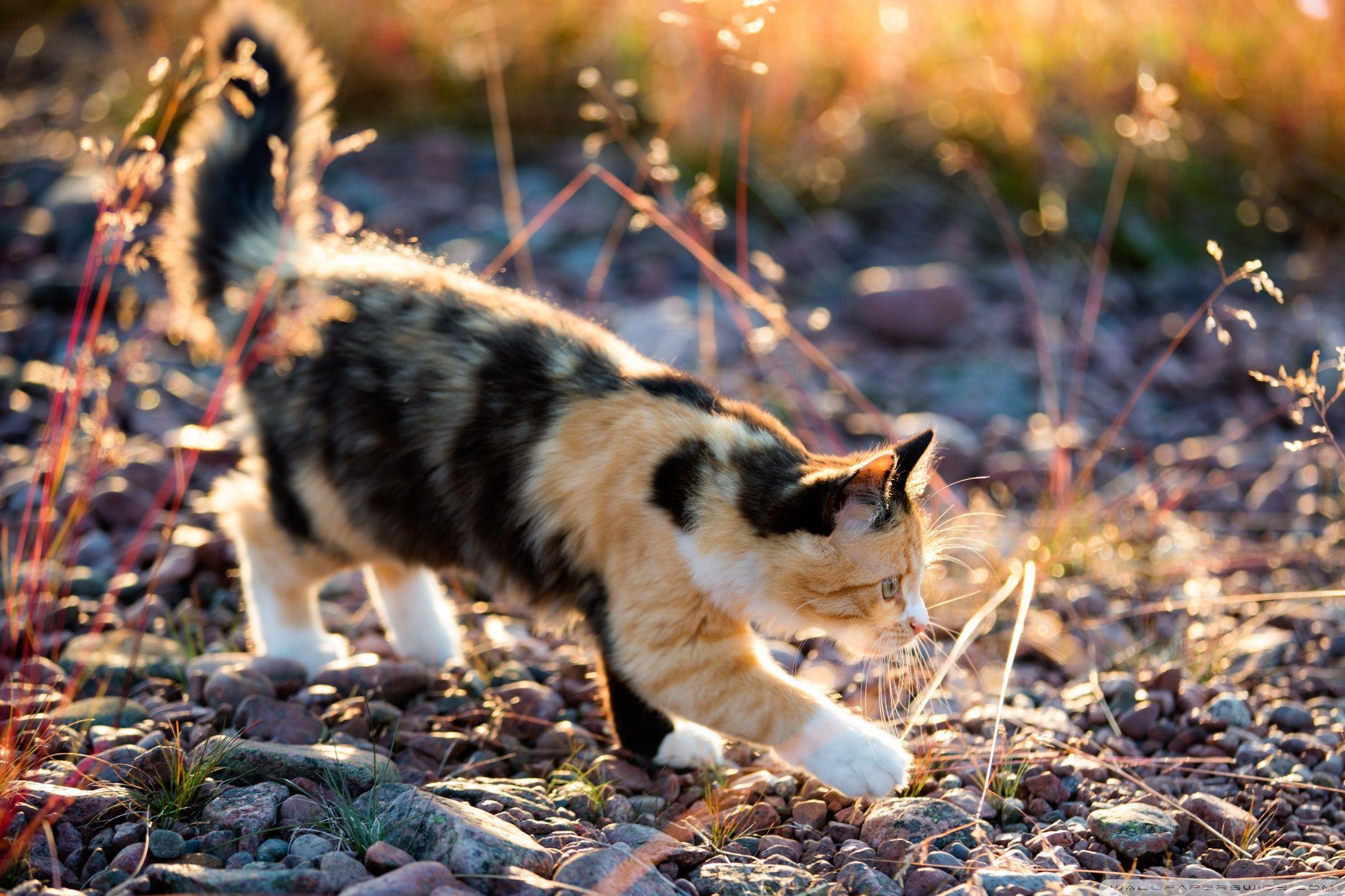 Playful Calico Kitten HD desktop wallpaper, Widescreen
