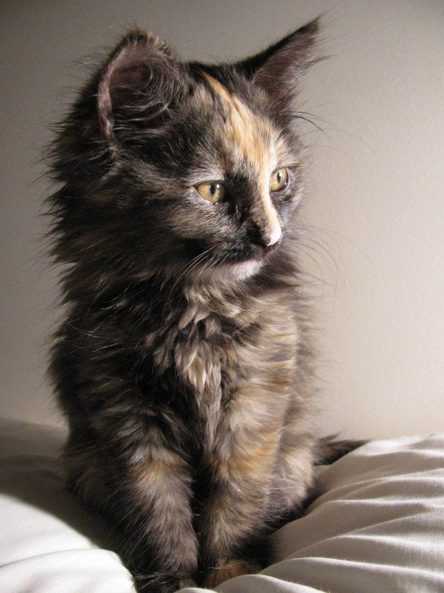 mosaicism cat aka calico aka tortoiseshell cat