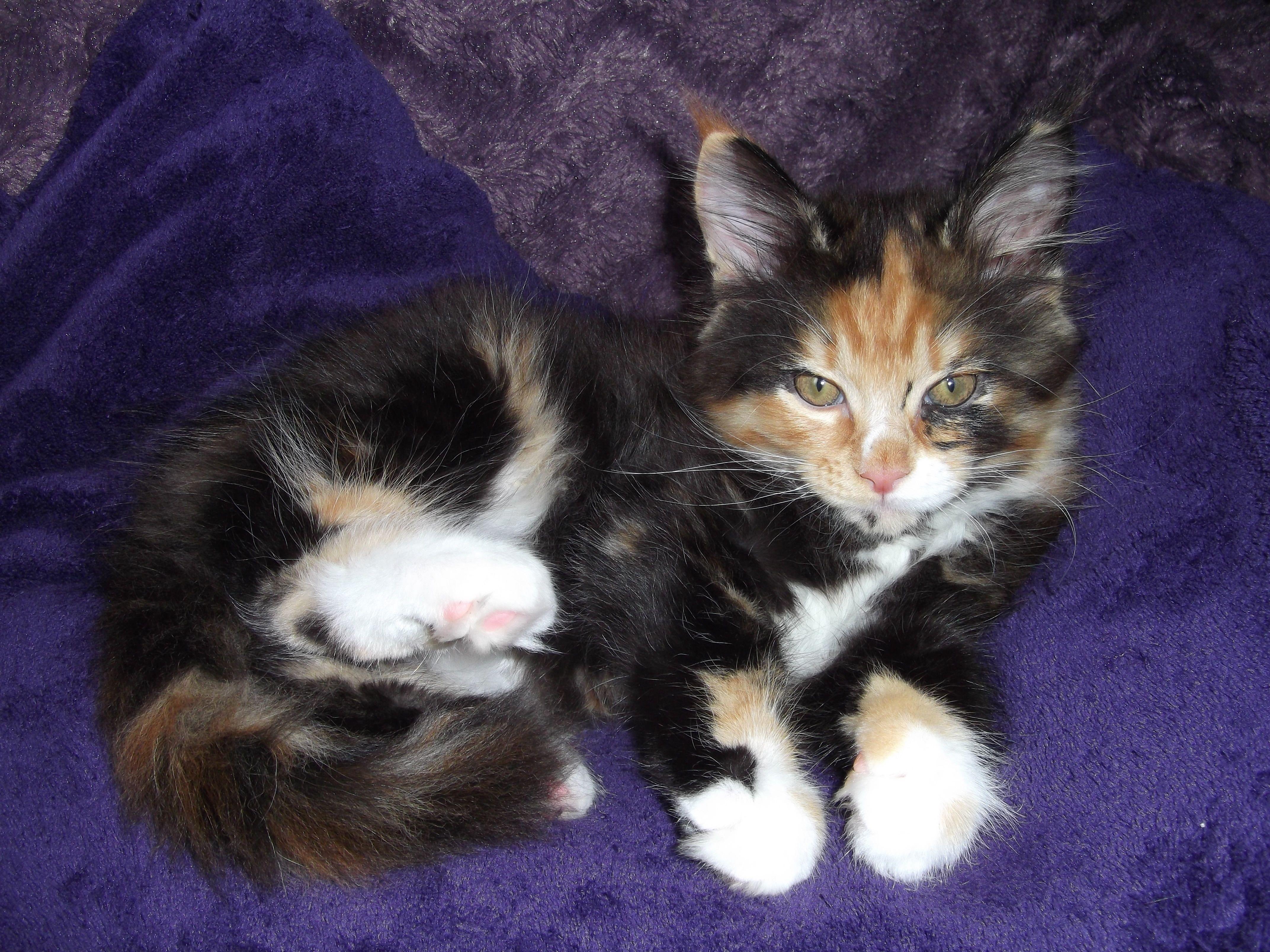 calico cat free image