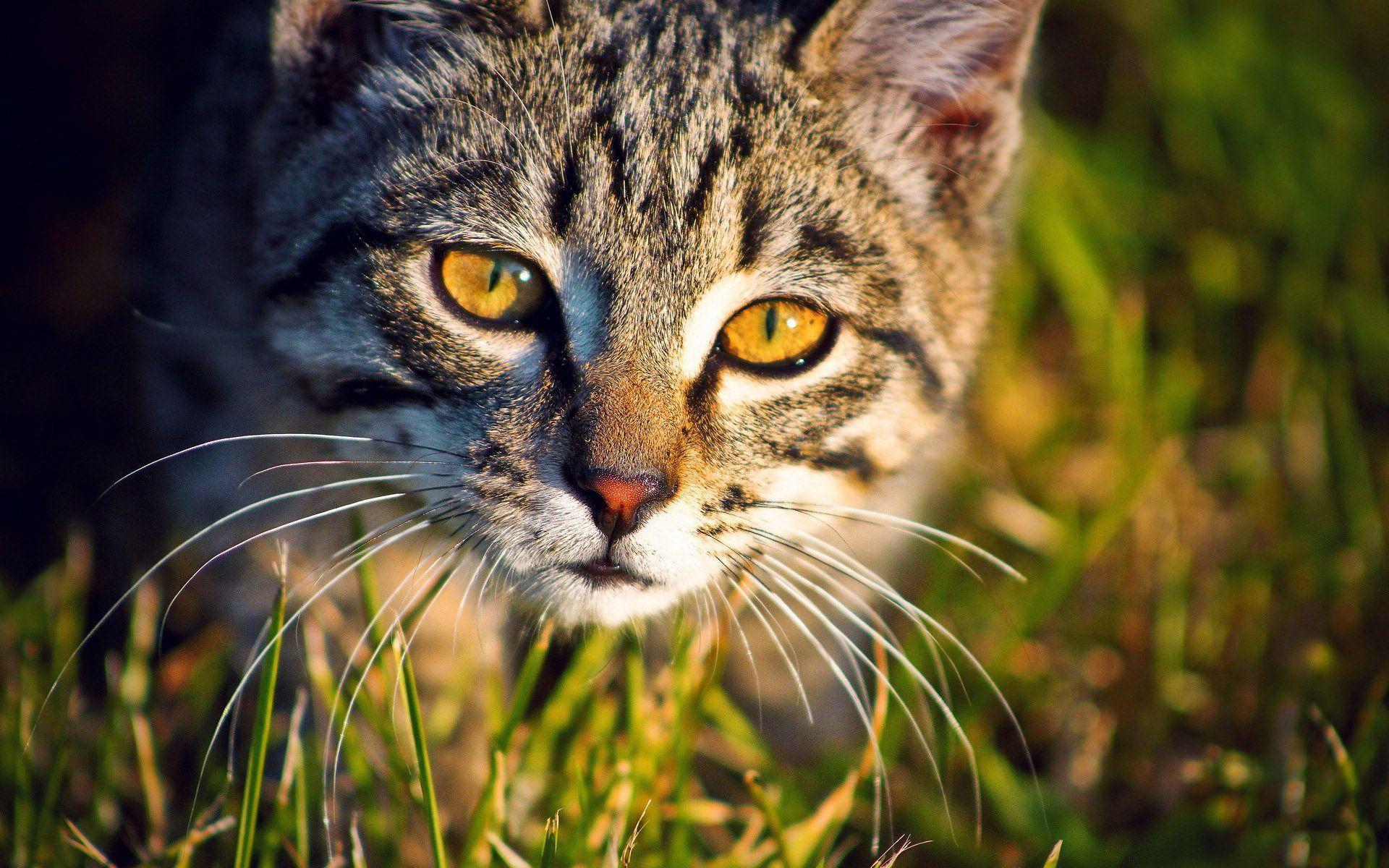 Tortoiseshell Cat Wallpapers - Wallpaper Cave